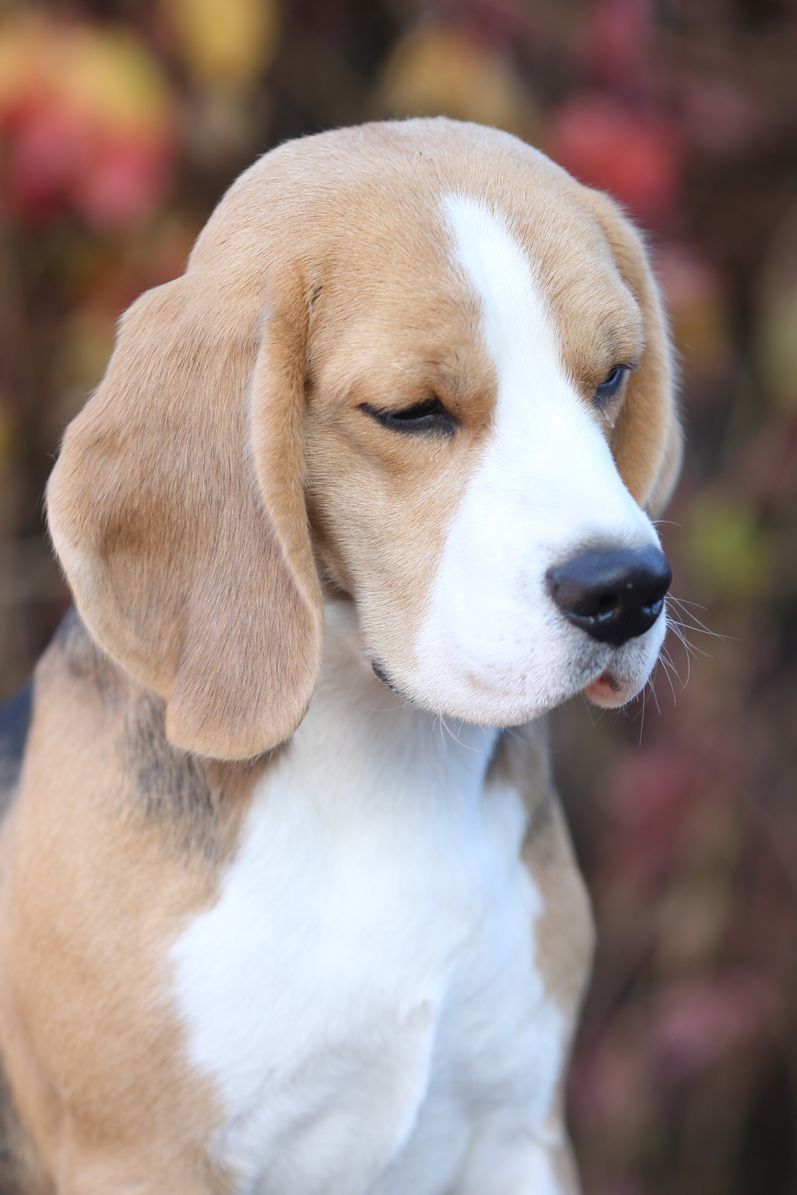 Ден. Розплідник біглей в Україні