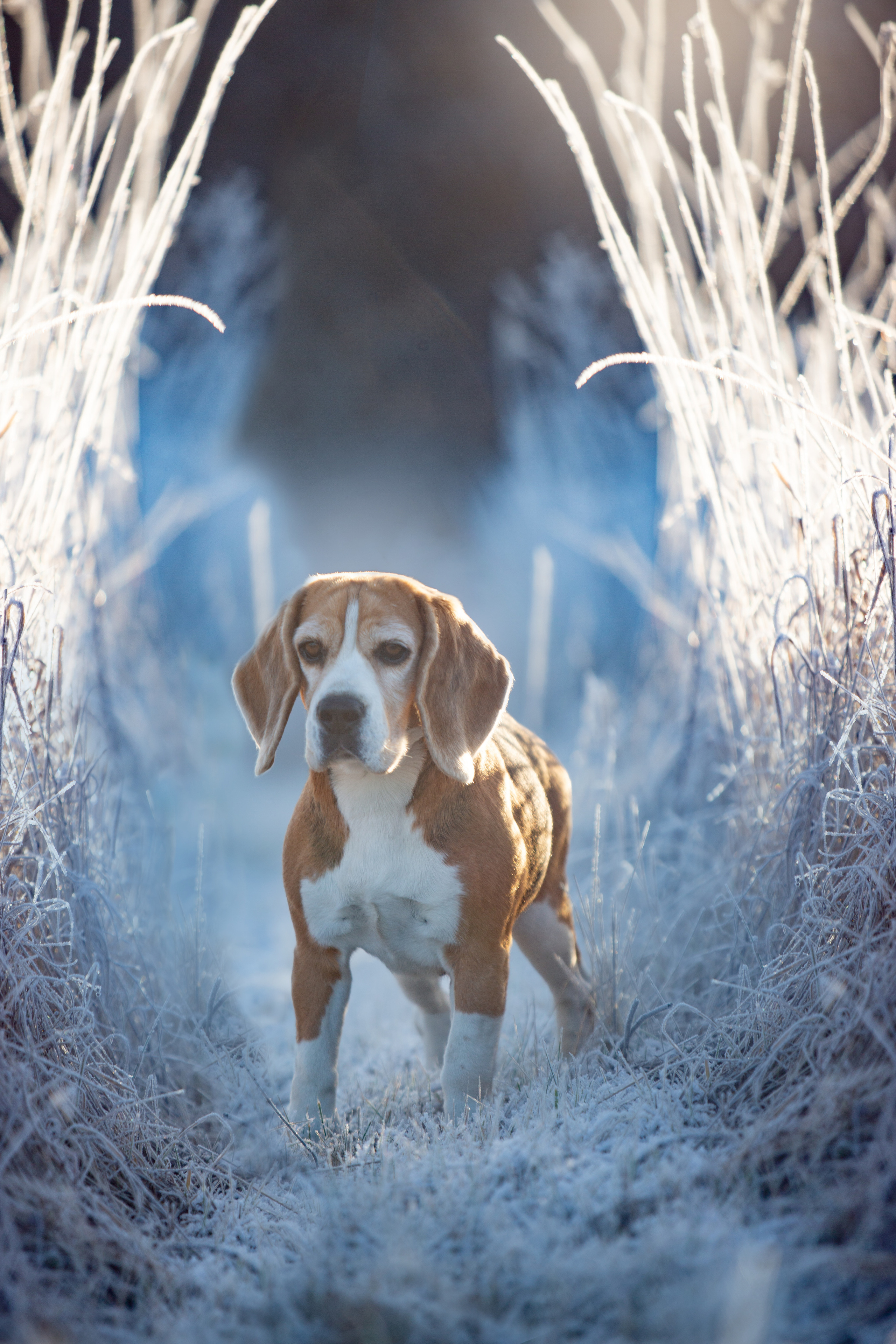 Тула. Питомник биглей Selesta’s Dreams