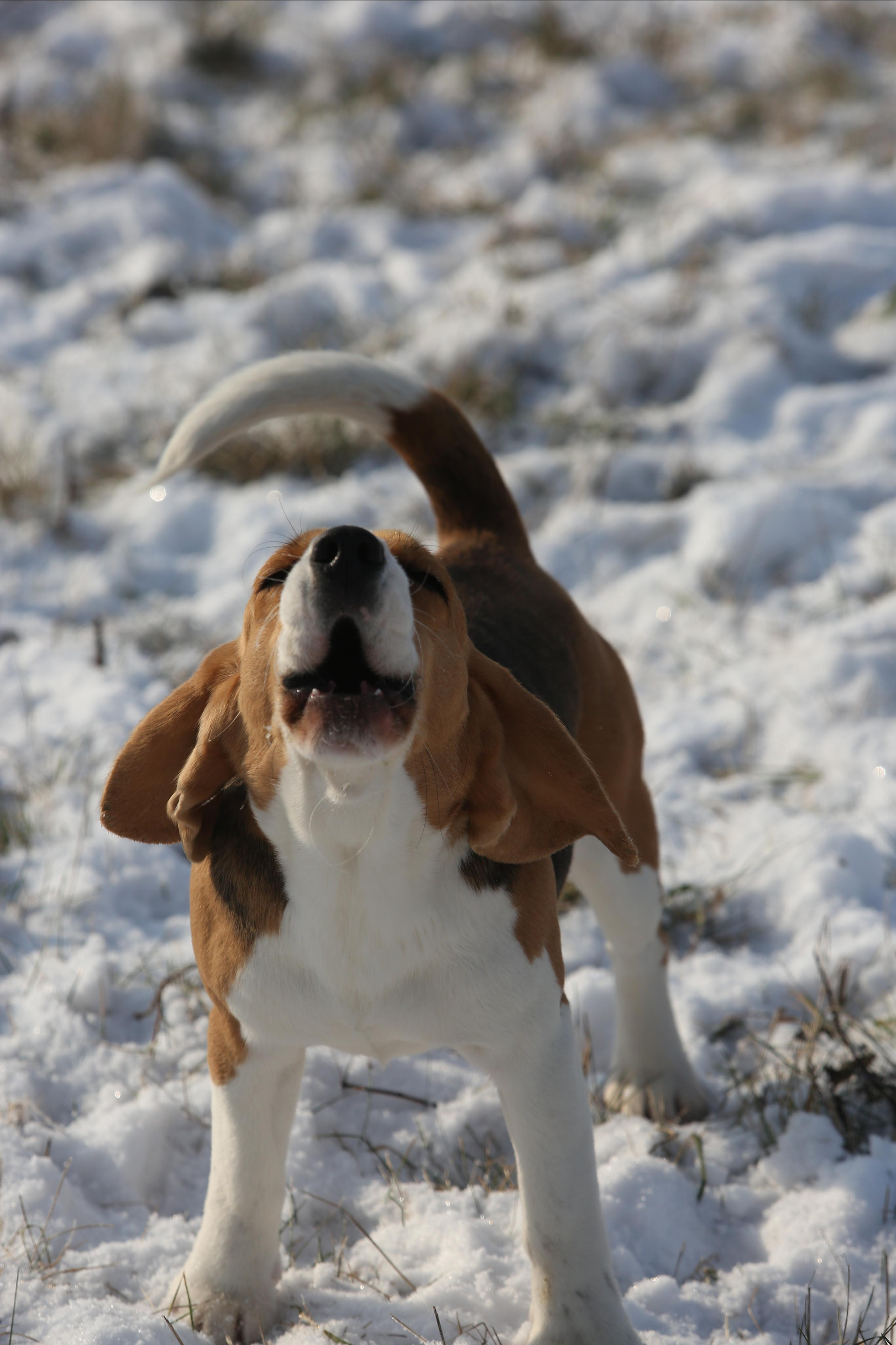 Wella. Питомник биглей Selesta’s Dreams