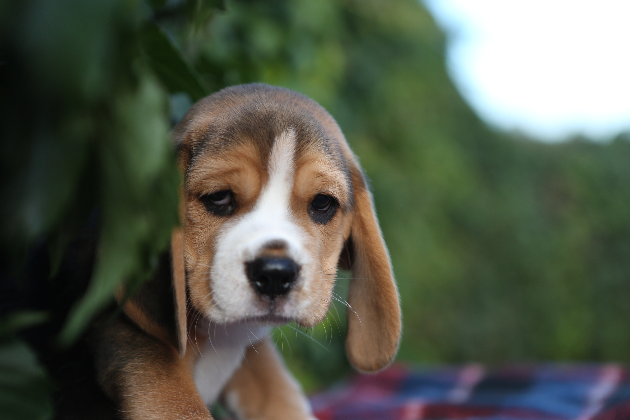 Жан. Розплідник біглей в Україні