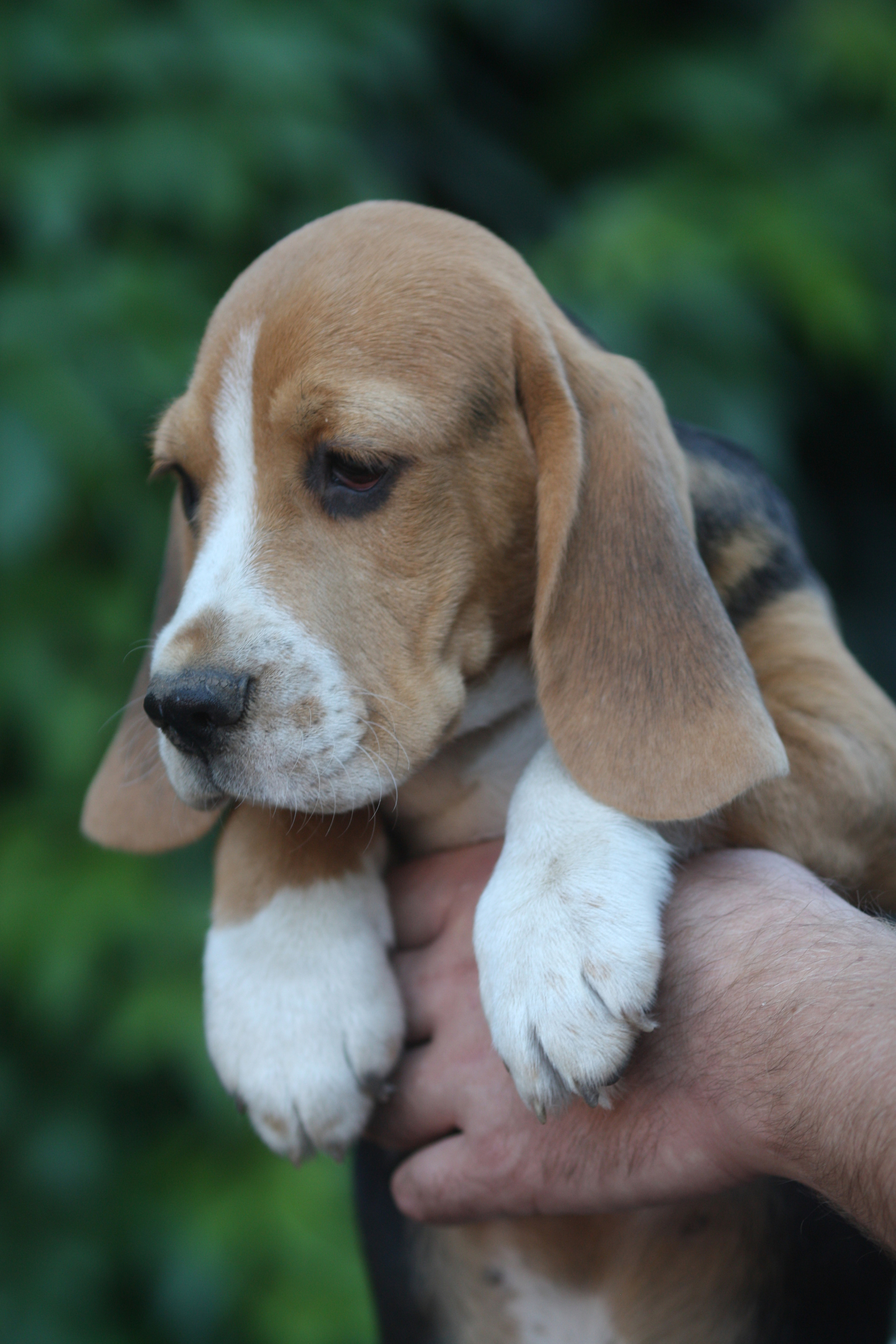 Латте и Принц. Питомник биглей Selesta’s Dreams