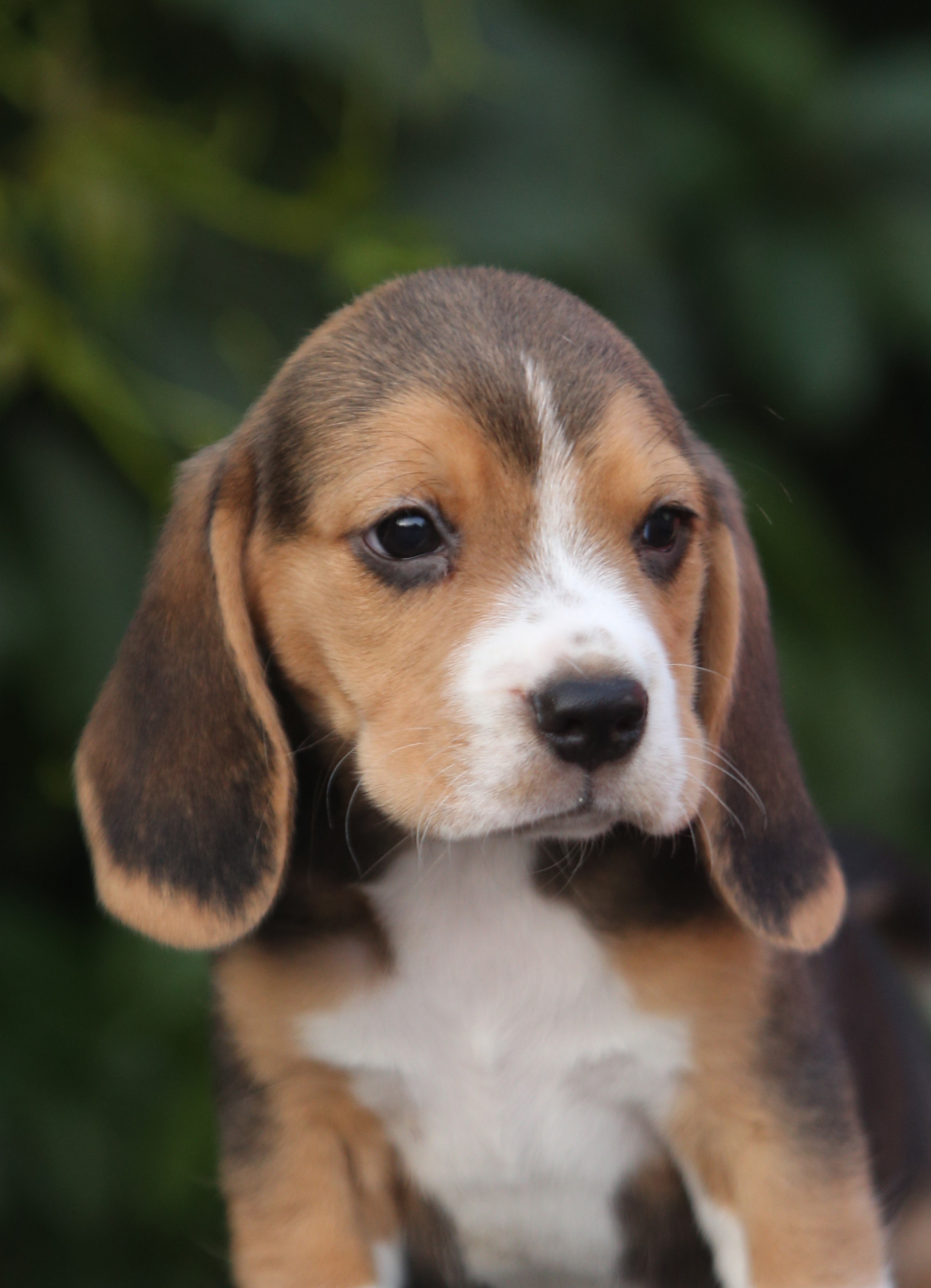 Латте и Принц. Питомник биглей Selesta’s Dreams