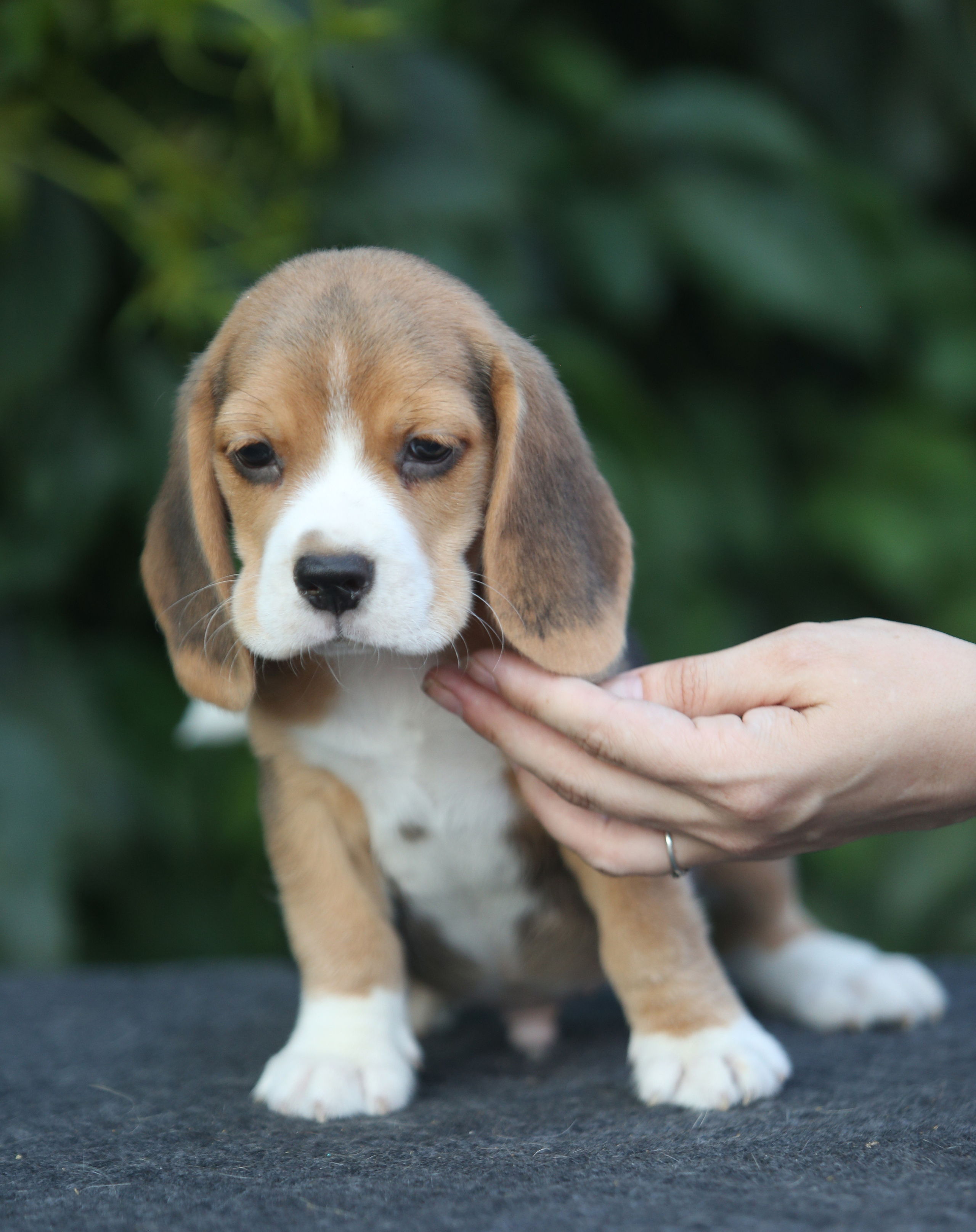 Латте и Принц. Питомник биглей Selesta’s Dreams