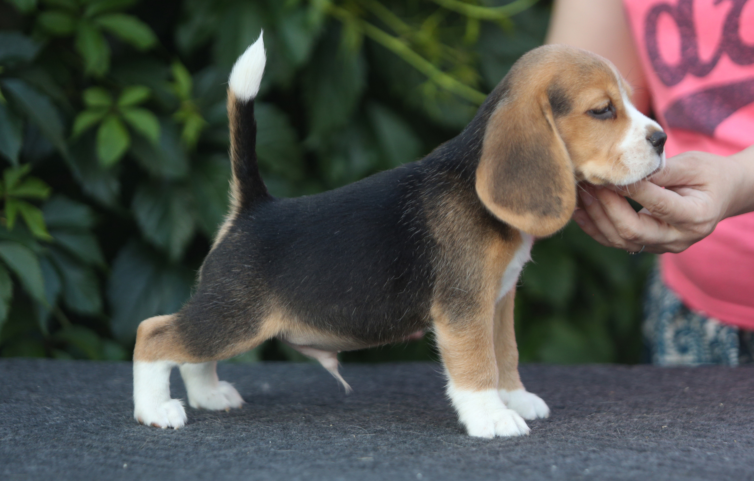 Латте и Принц. Питомник биглей Selesta’s Dreams