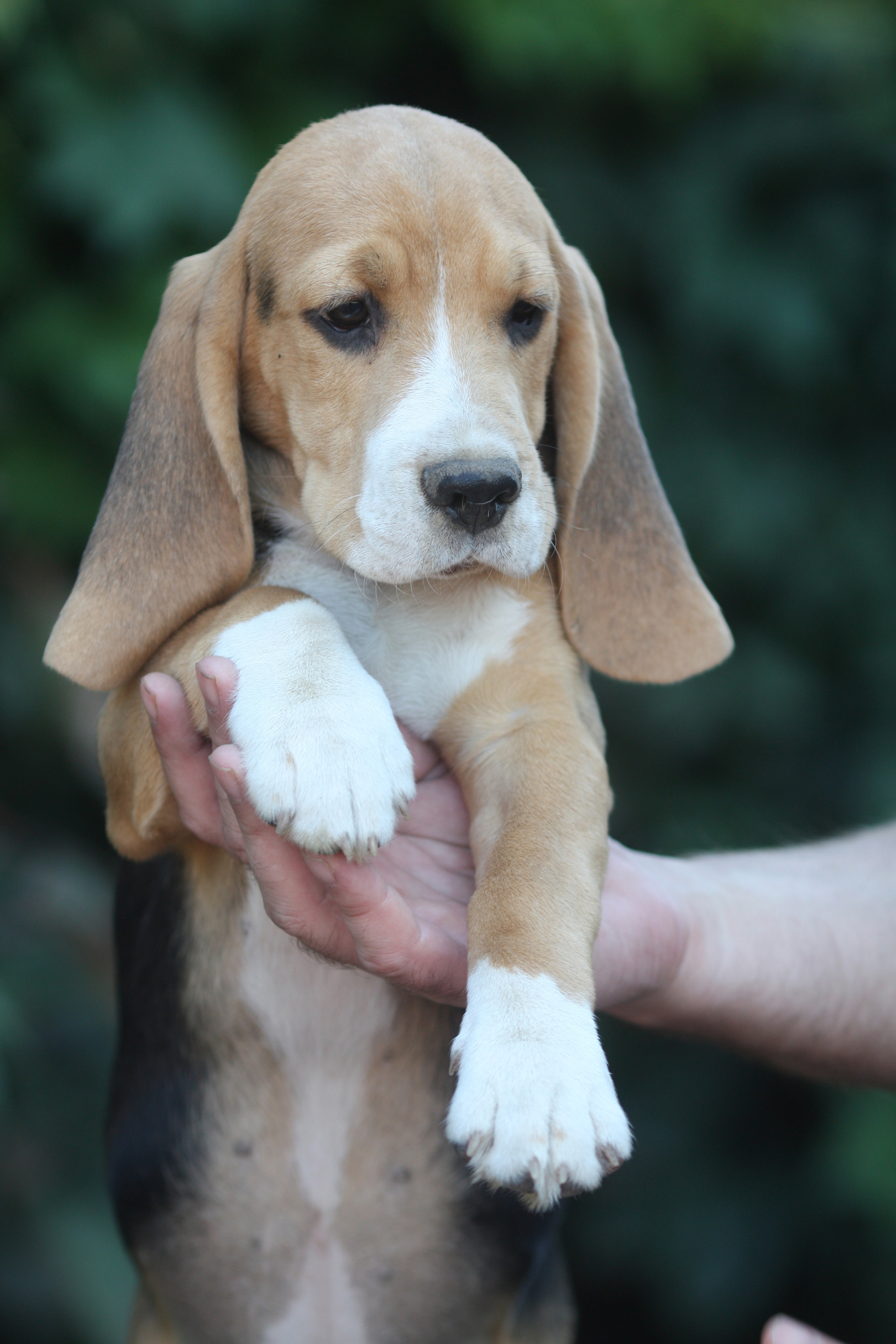 Латте и Принц. Питомник биглей Selesta’s Dreams