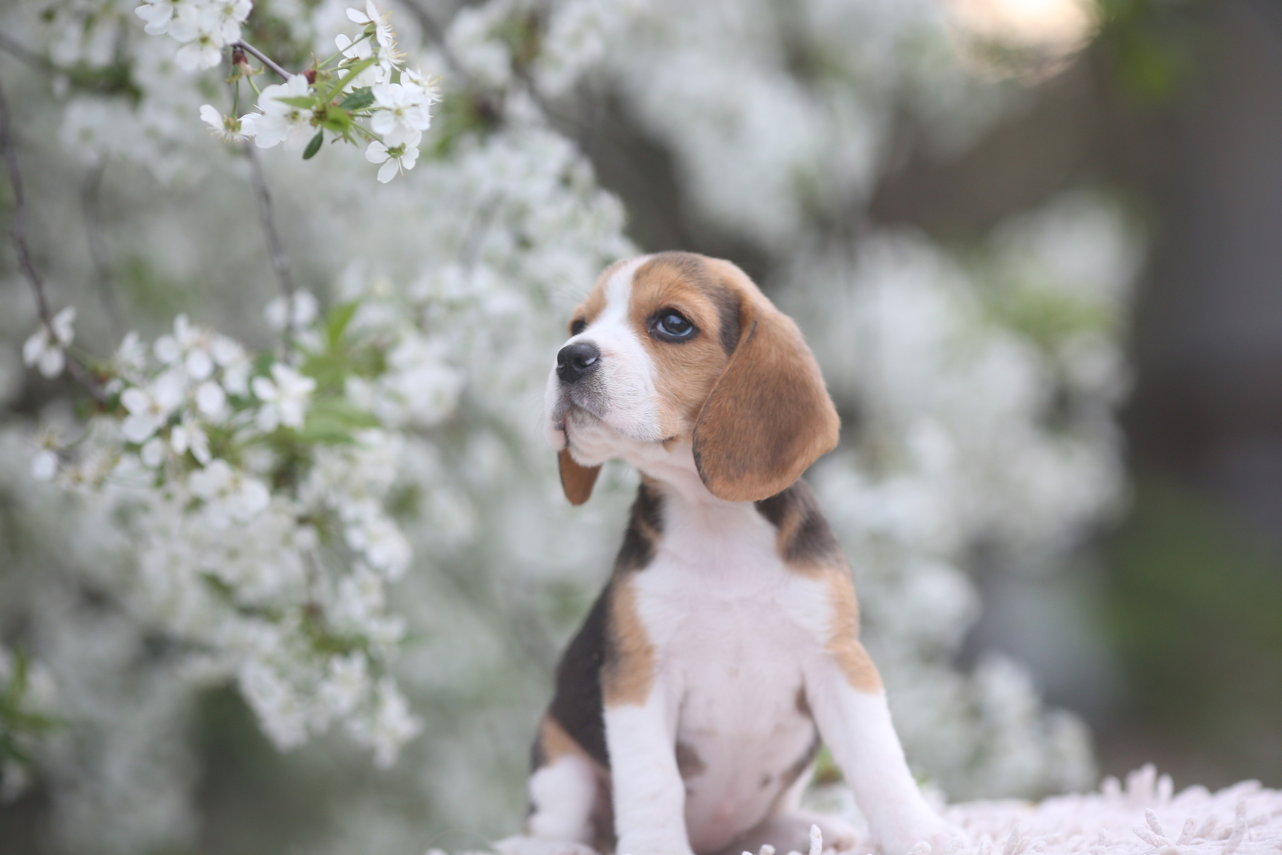 Litter T. Розплідник біглей в Україні