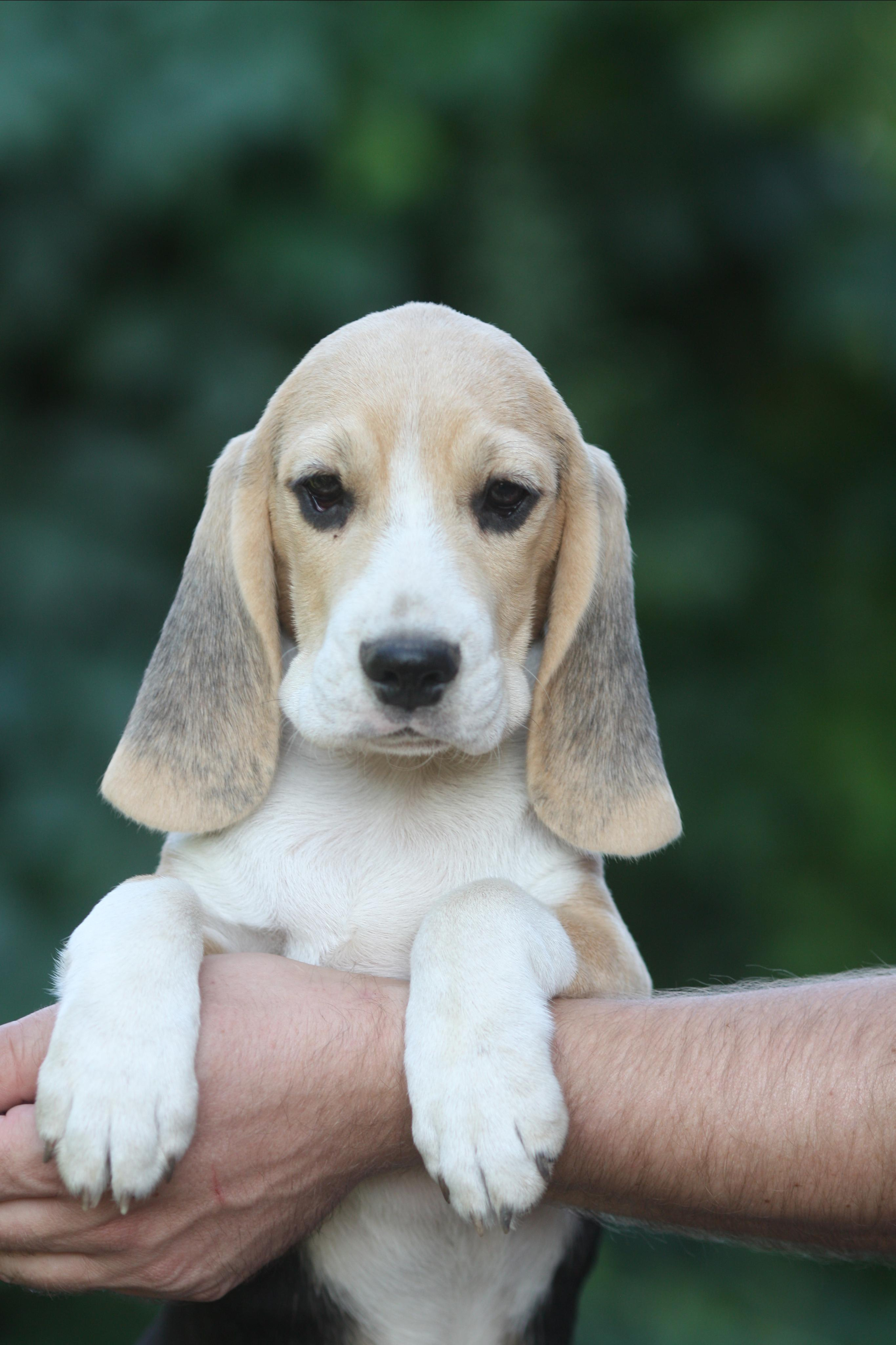 Леста и Єрик. Питомник биглей Selesta’s Dreams