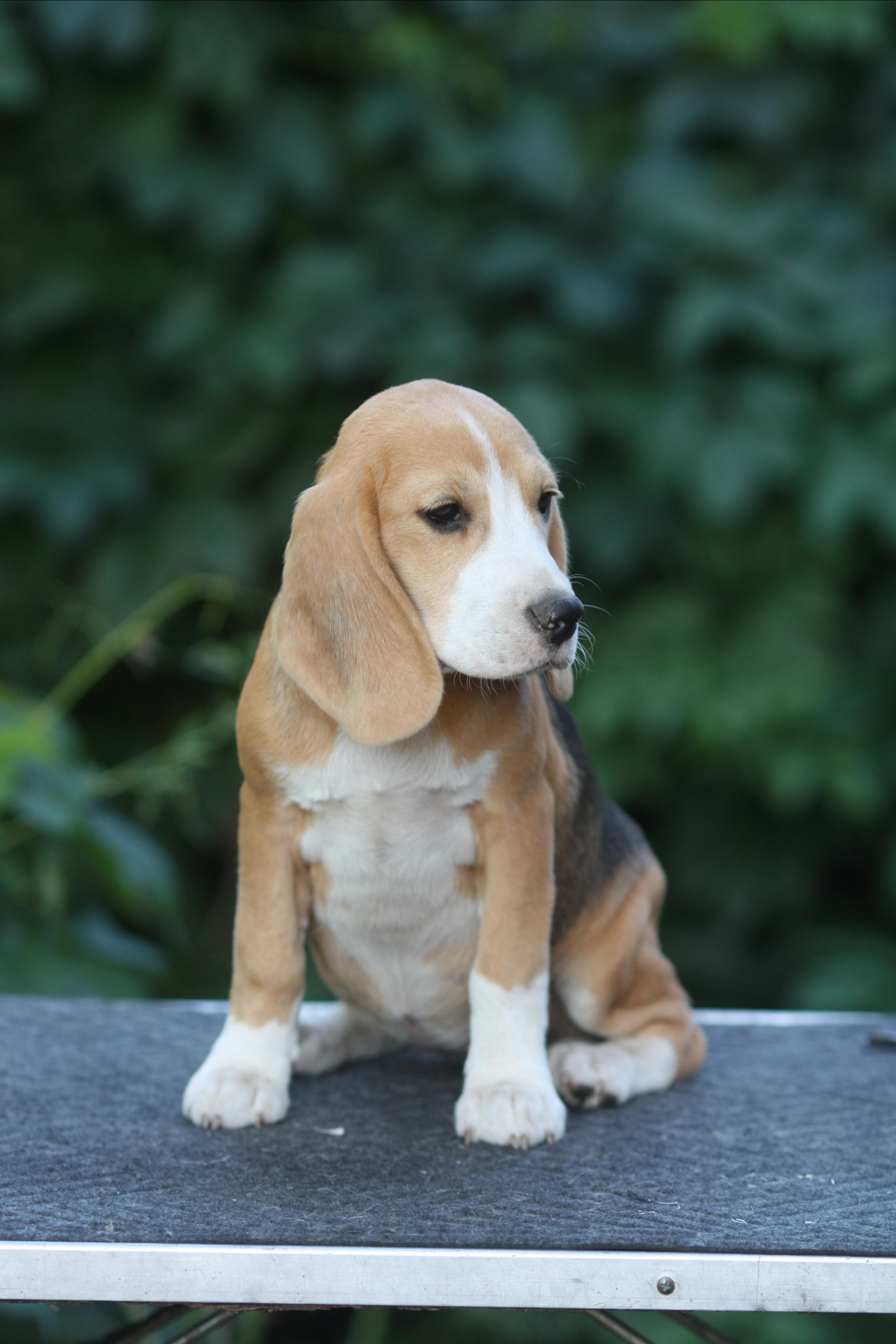 Леста и Єрик. Питомник биглей Selesta’s Dreams