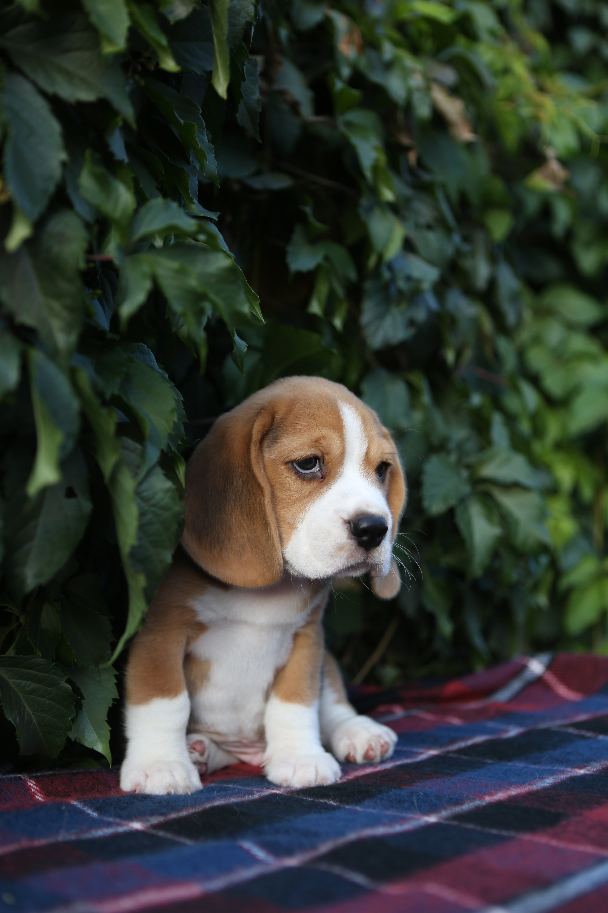 Кофе. Питомник биглей Selesta’s Dreams