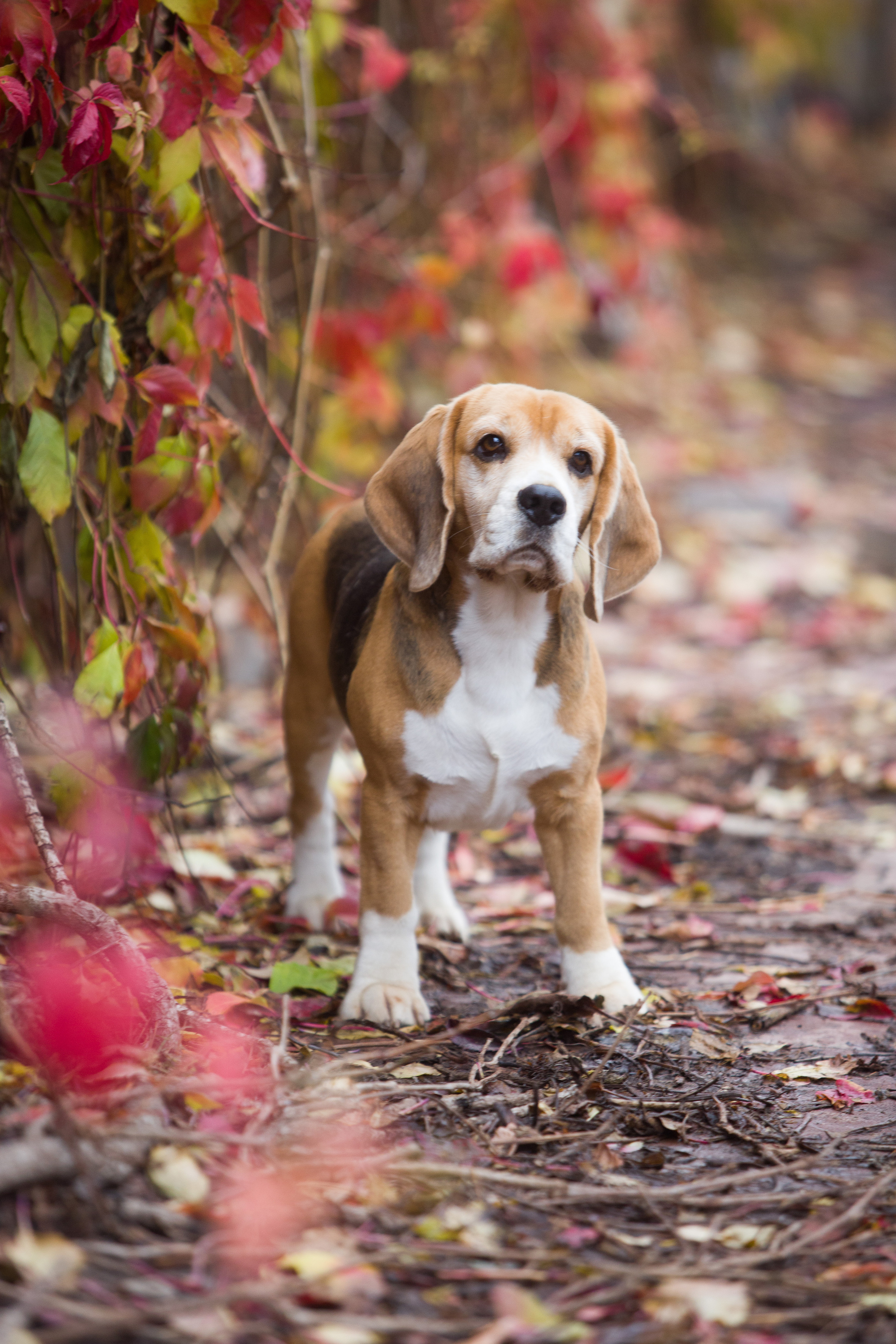 Prince. Питомник биглей Selesta’s Dreams