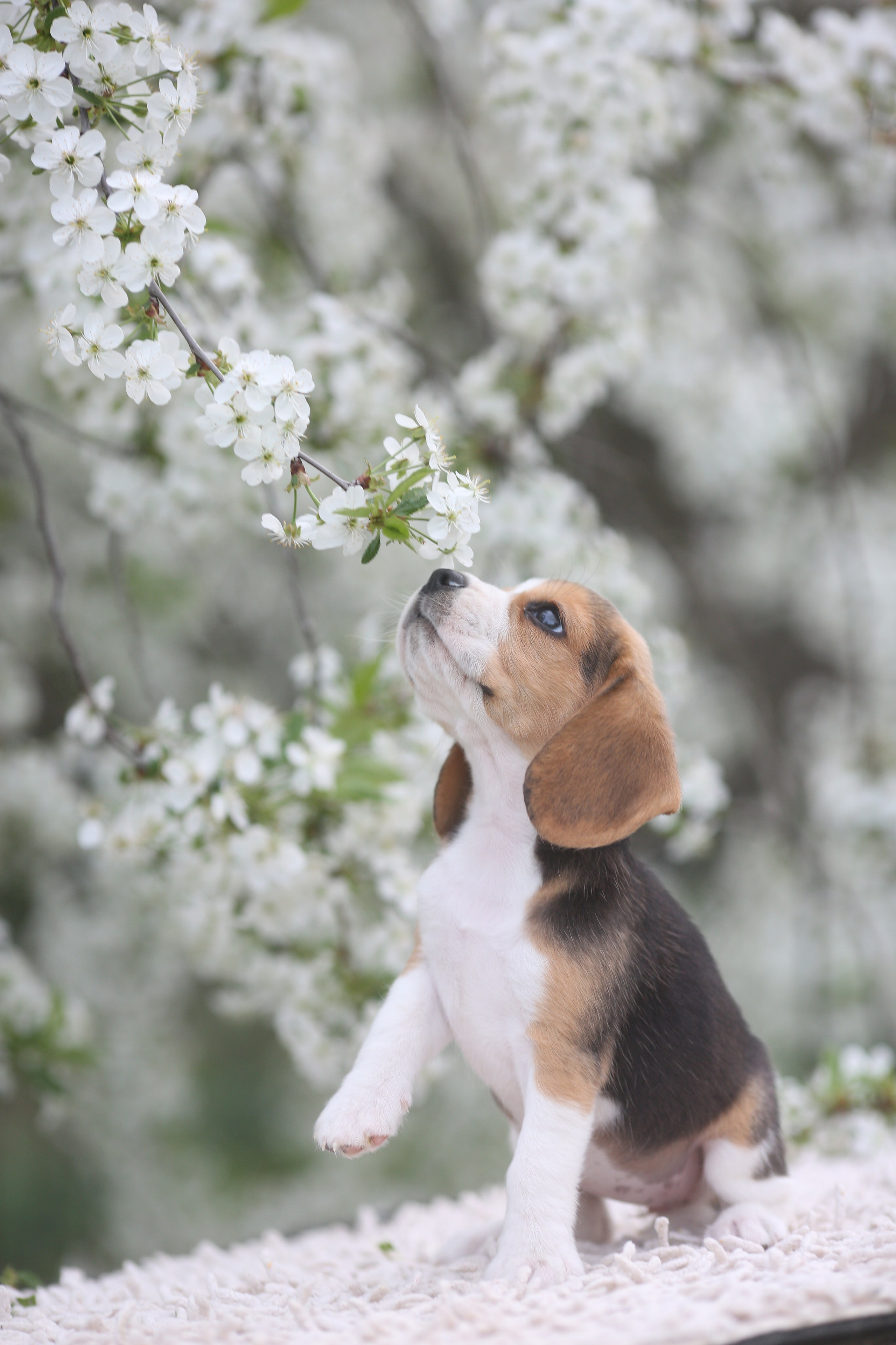 Litter T. Розплідник біглей в Україні