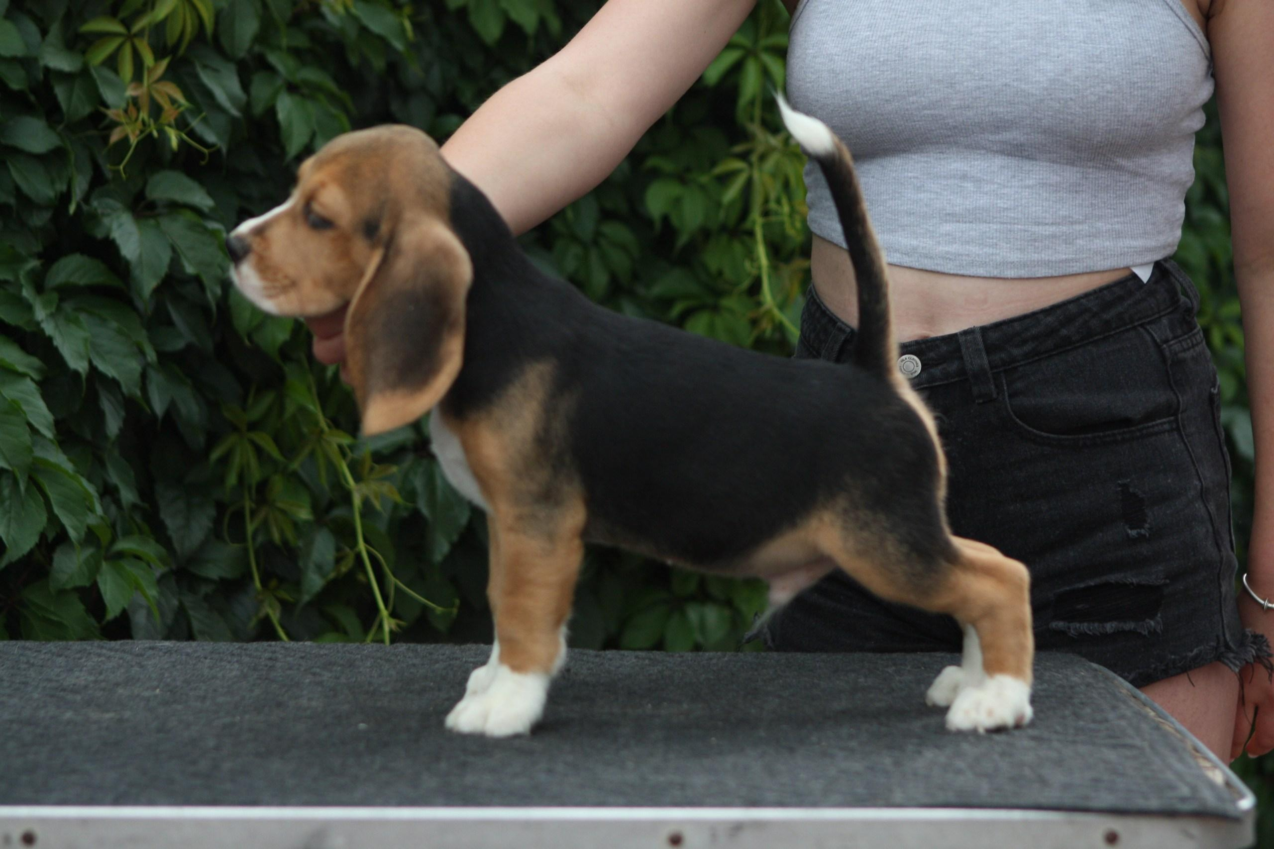 Латте и Принц. Питомник биглей Selesta’s Dreams