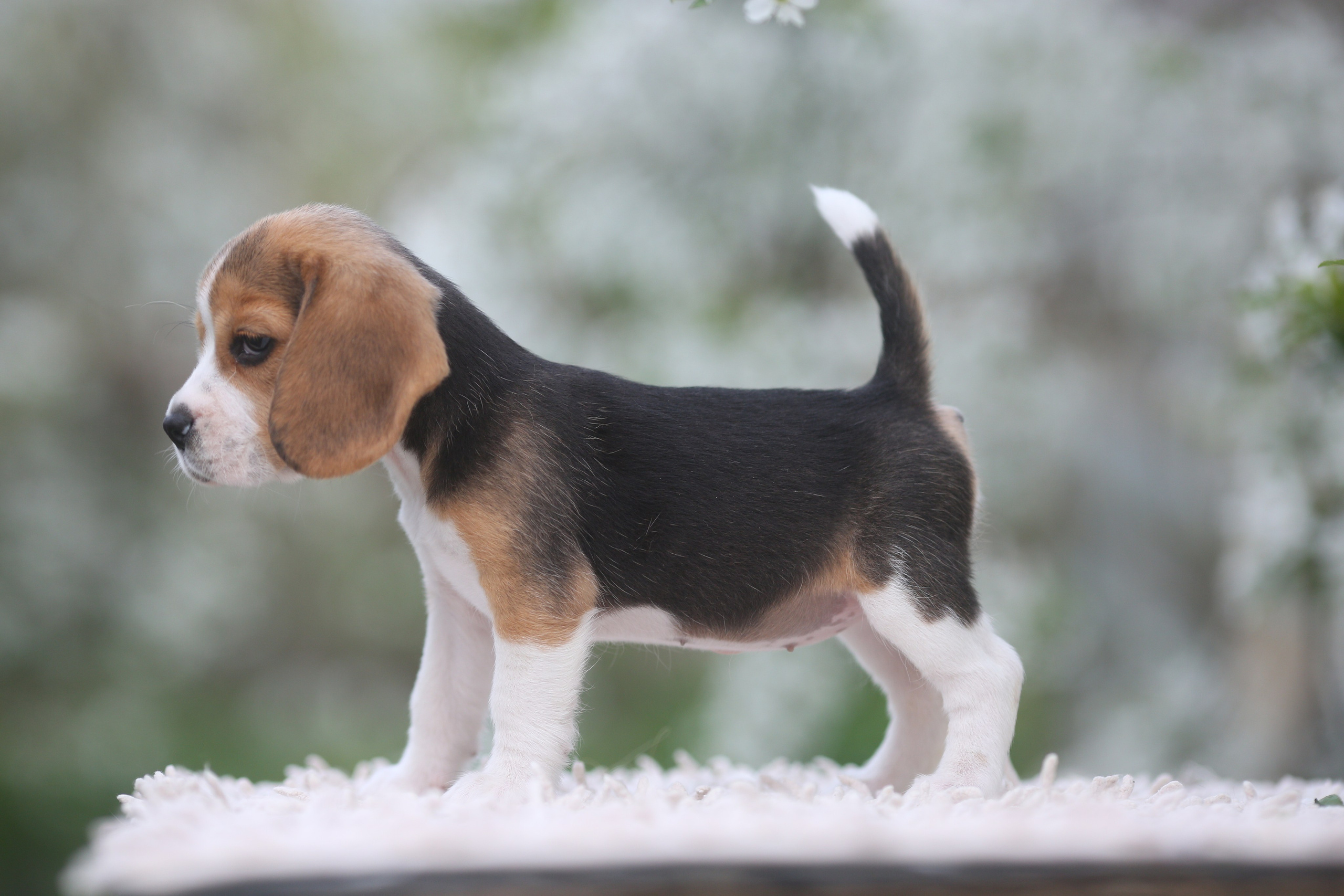 Litter T. Розплідник біглей в Україні
