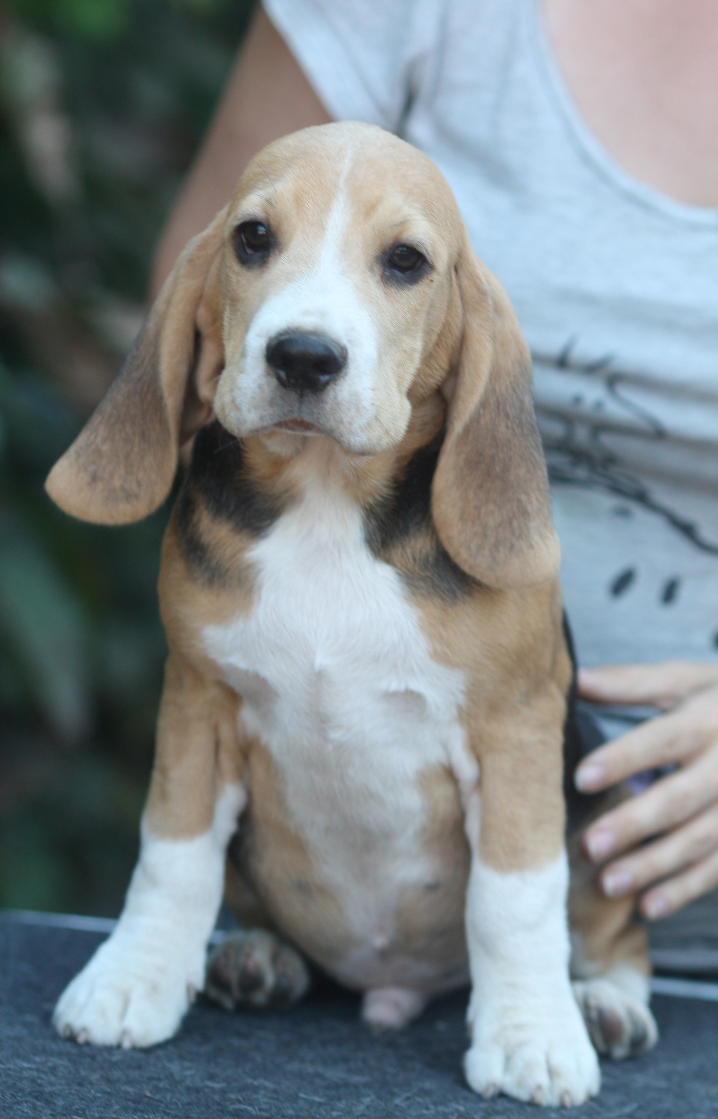 Латте и Принц. Питомник биглей Selesta’s Dreams