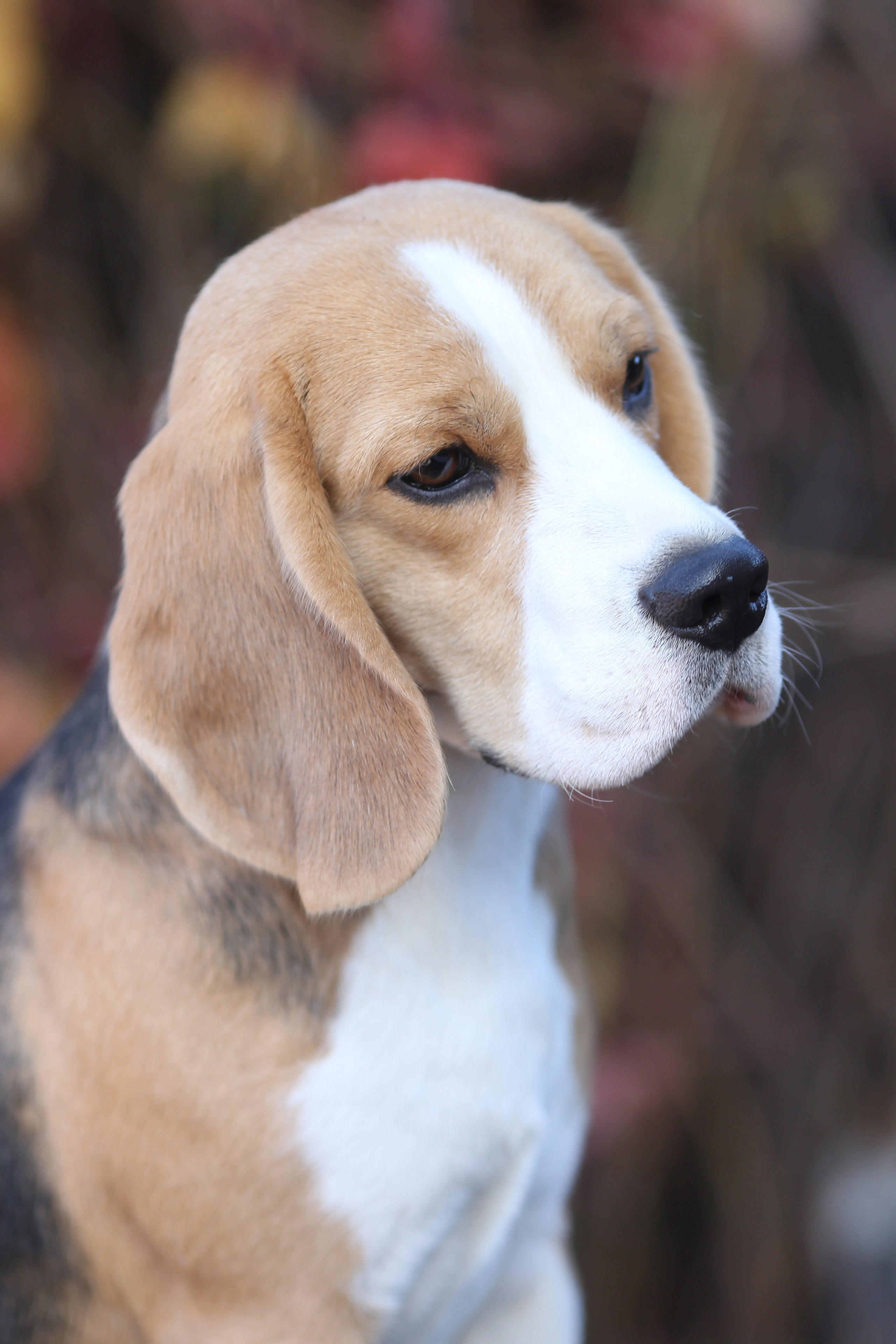 Ден. Розплідник біглей в Україні