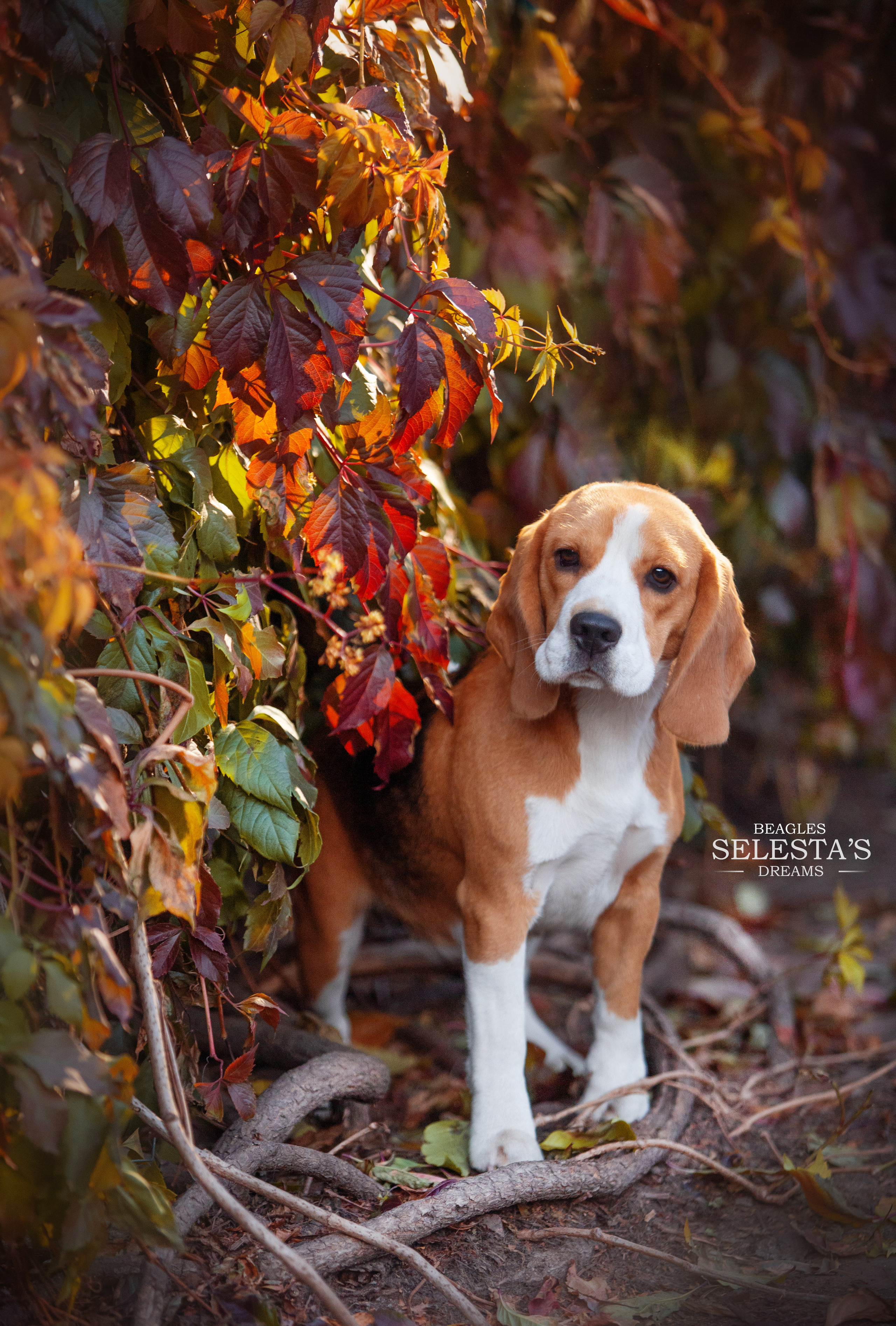 Лате. Розплідник біглей в Україні