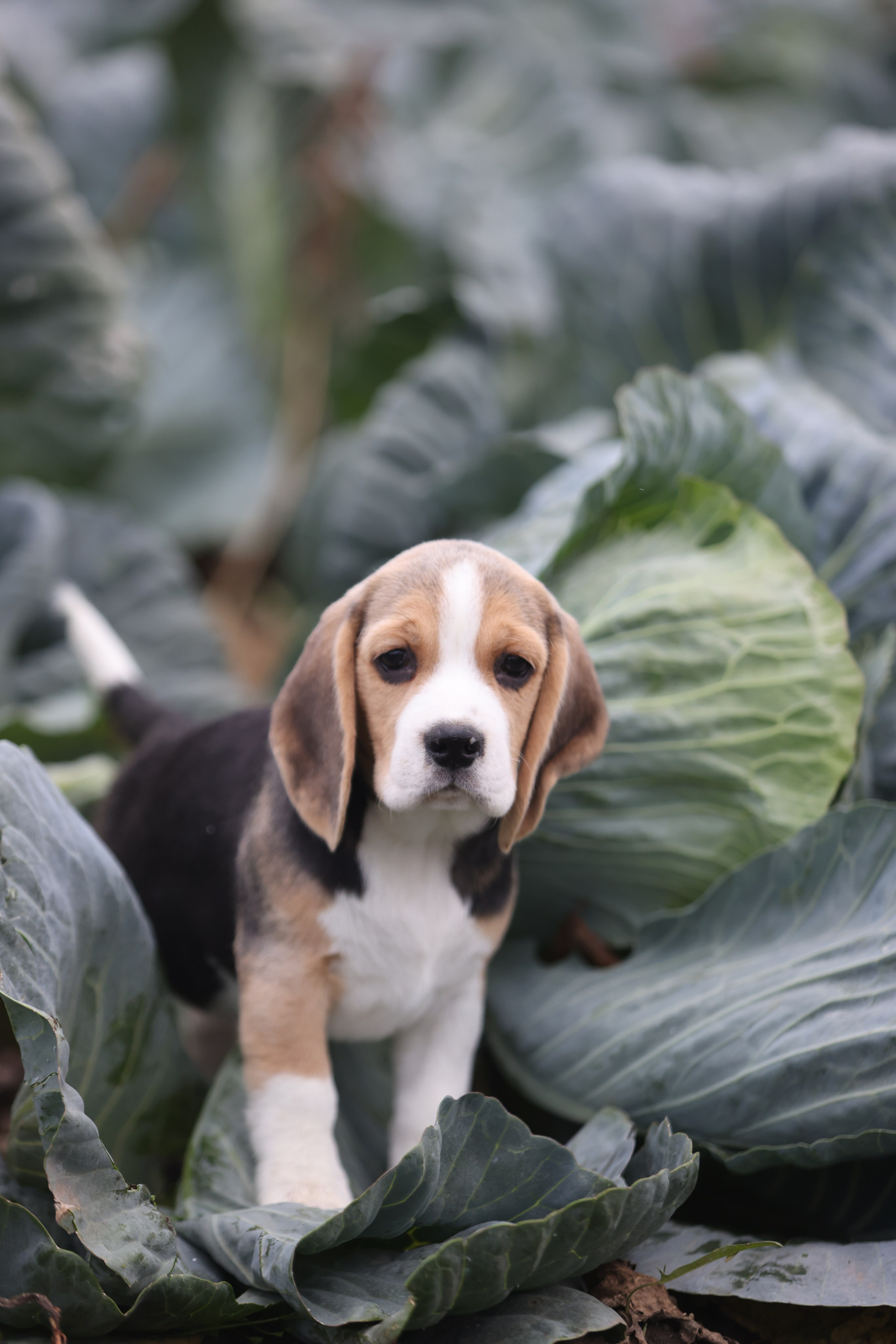 Приплод U. Розплідник біглей в Україні
