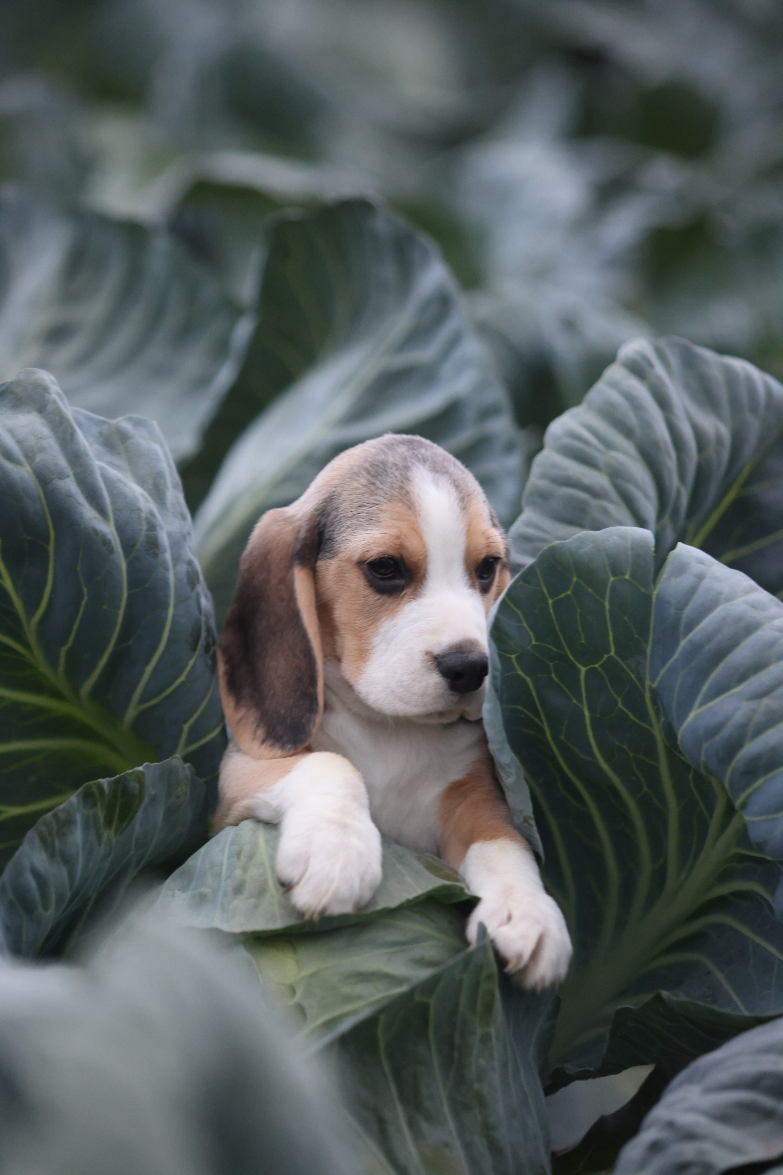 Приплод U. Розплідник біглей в Україні
