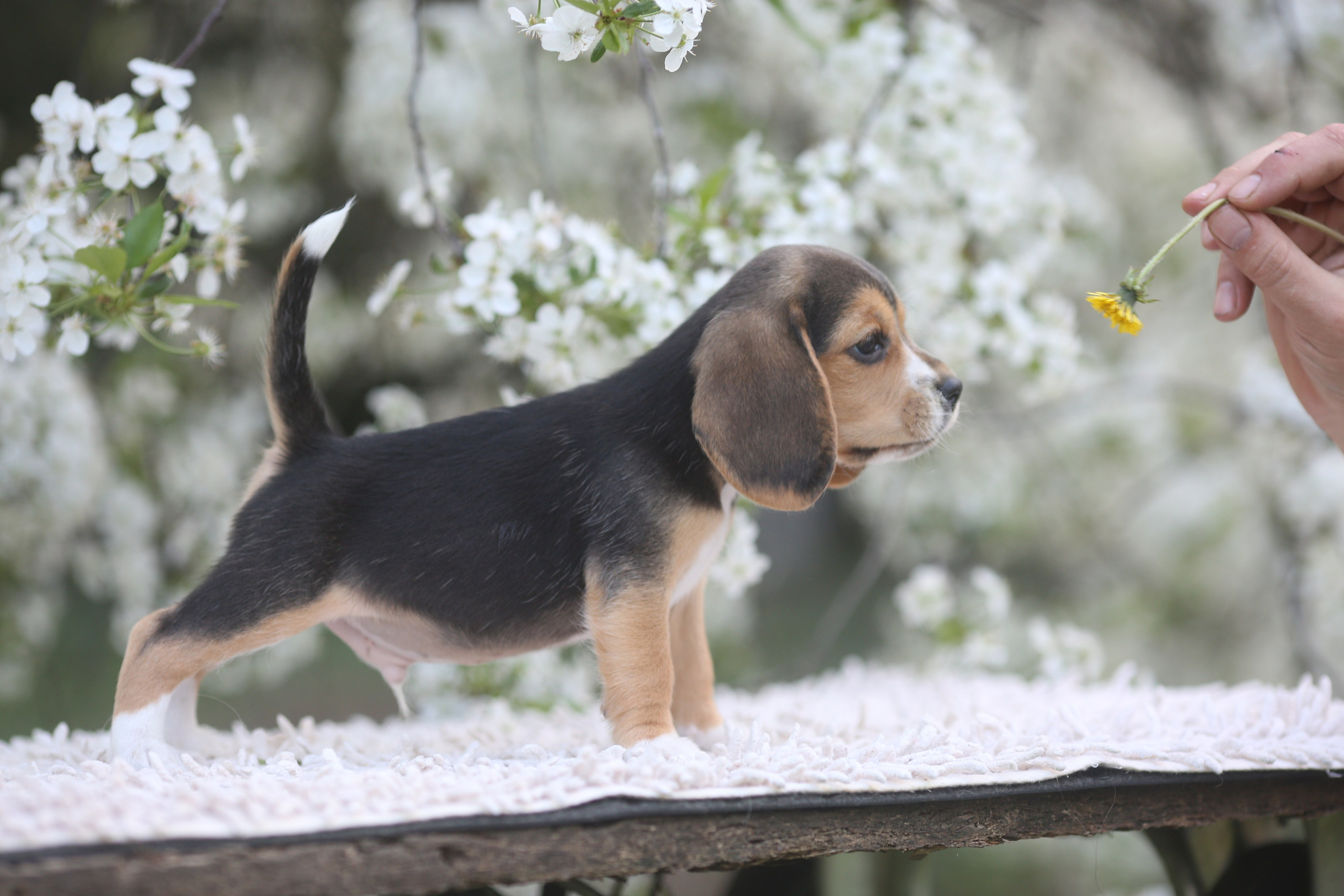 Litter T. Розплідник біглей в Україні