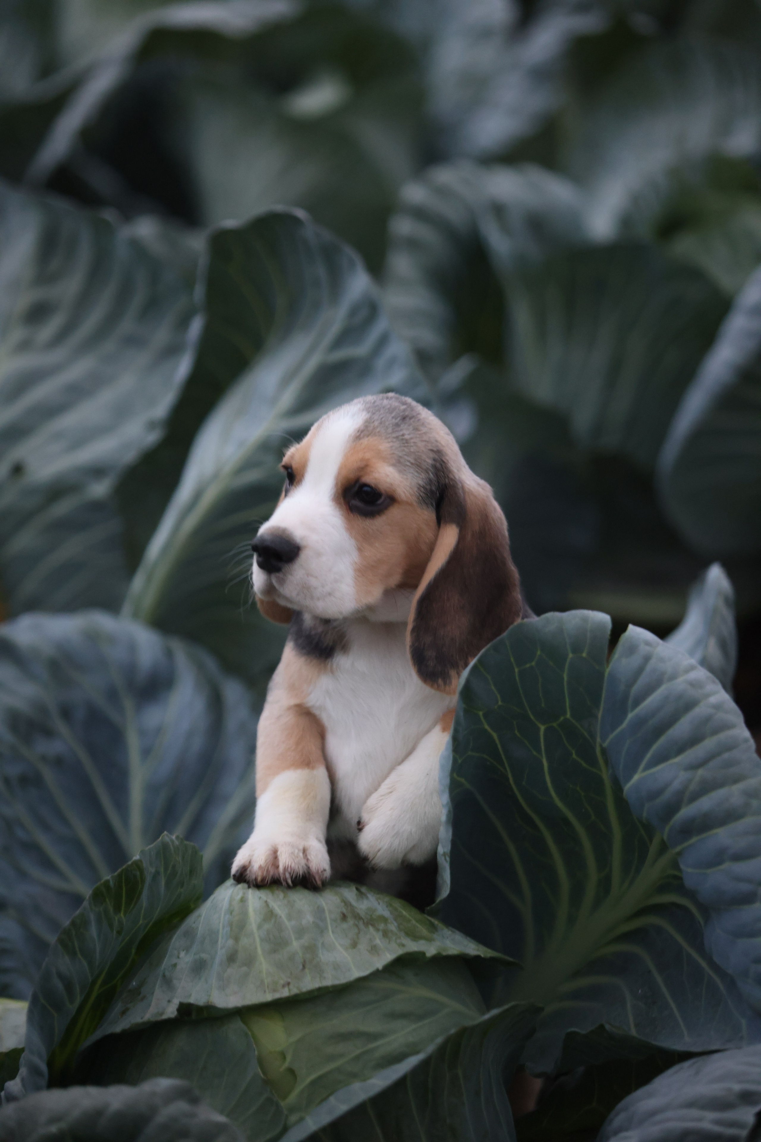 Приплод U. Розплідник біглей в Україні