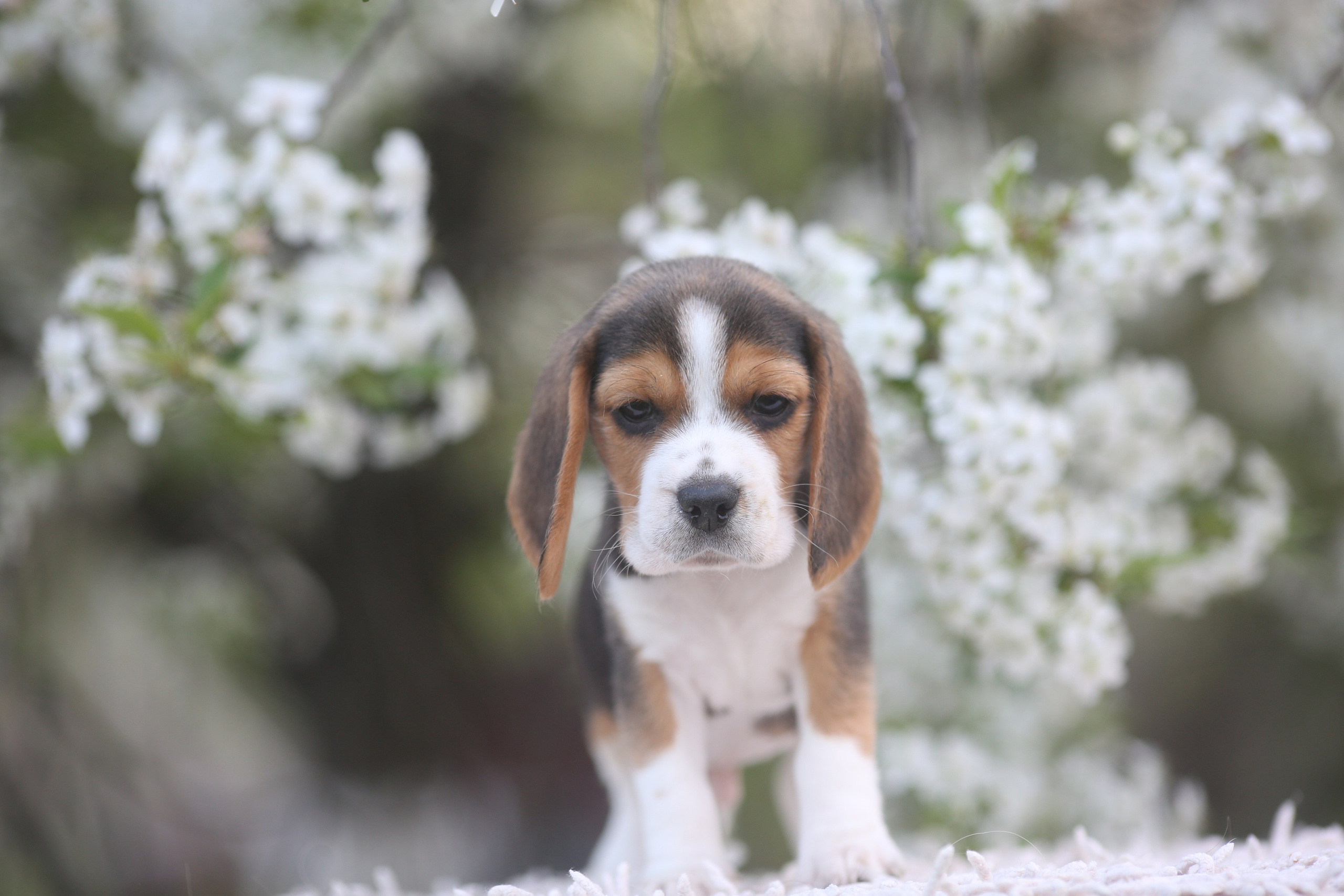 Litter T. Розплідник біглей в Україні