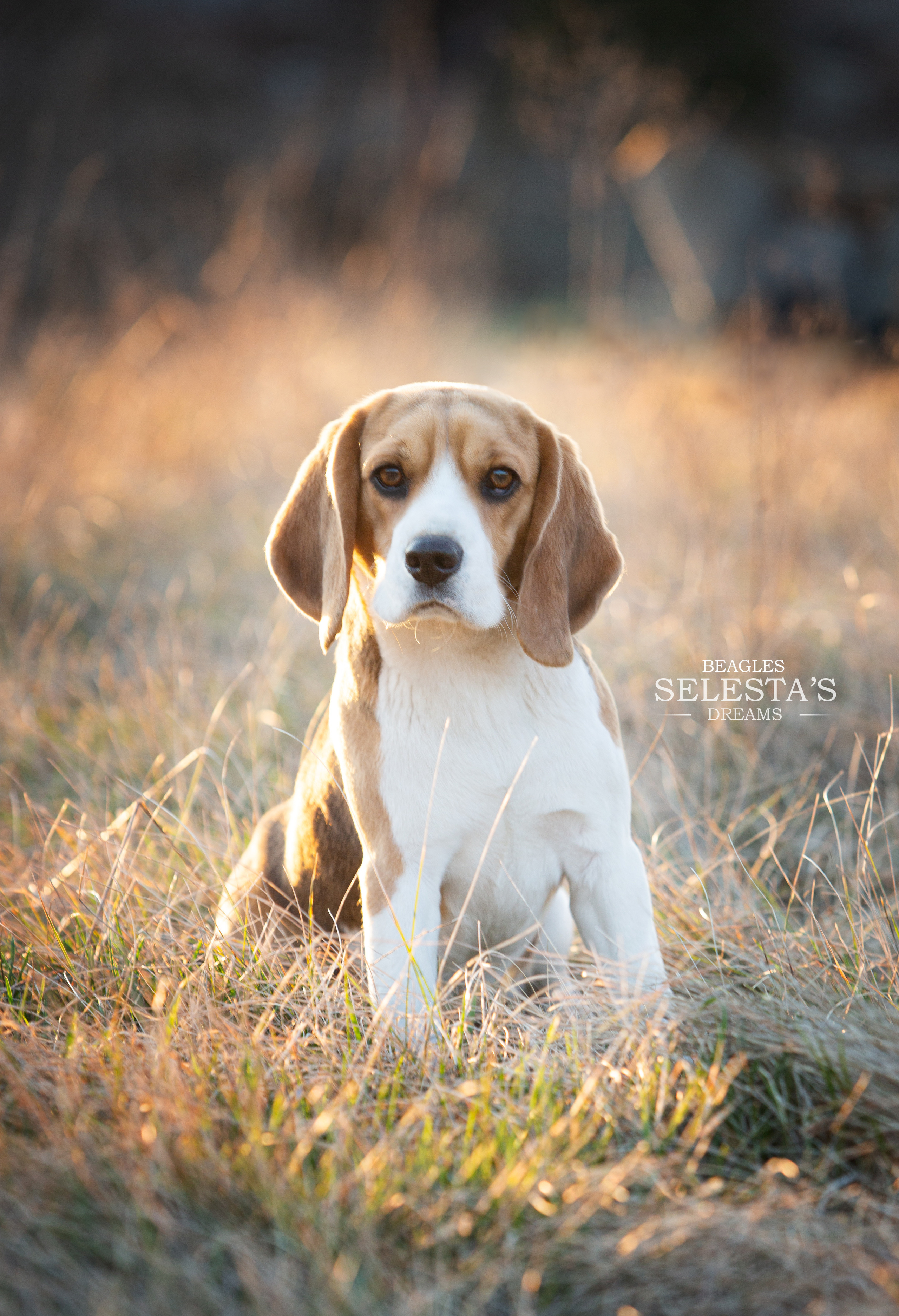 Wella. Питомник биглей Selesta’s Dreams