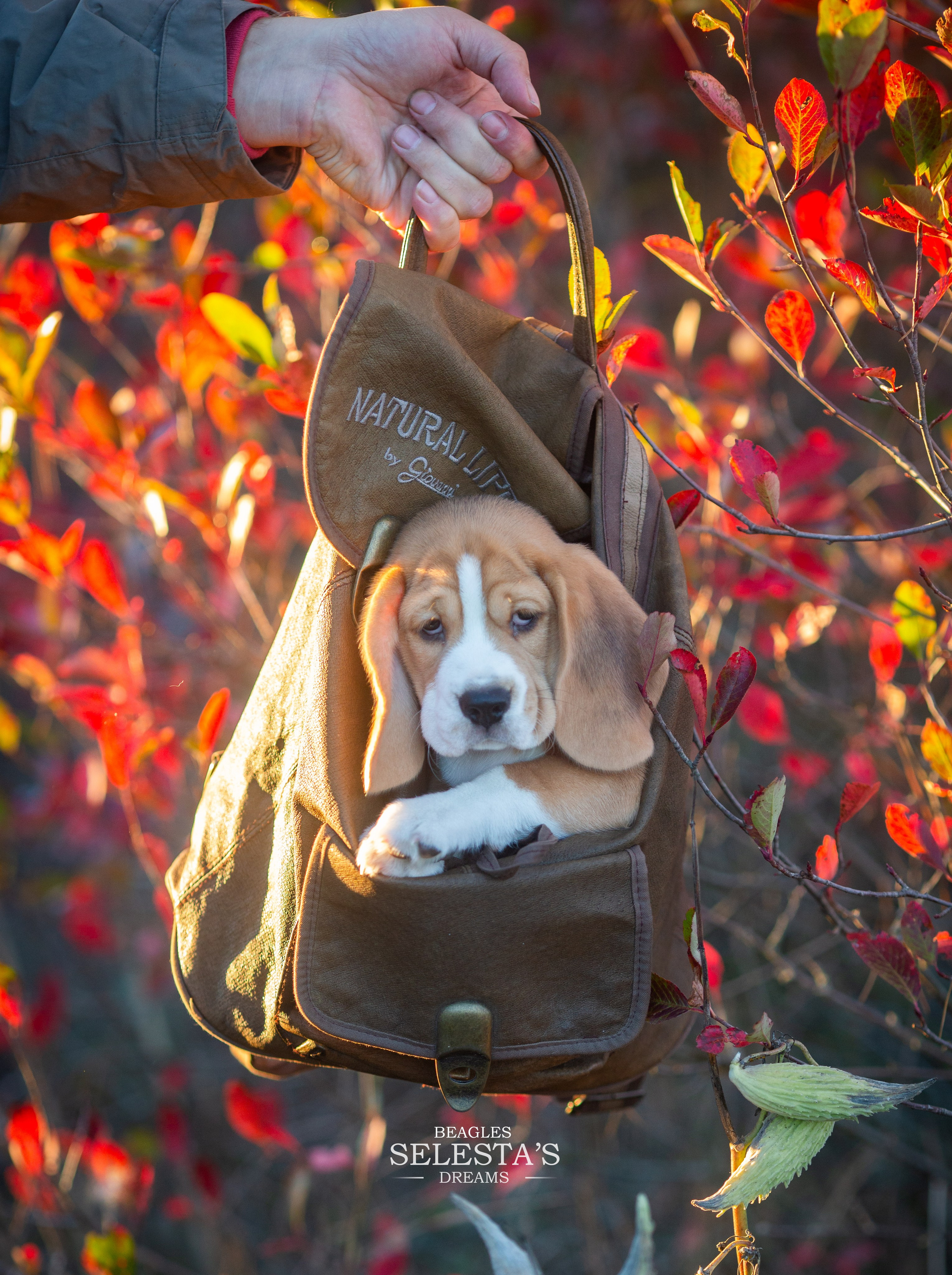 Кофе. Питомник биглей Selesta’s Dreams