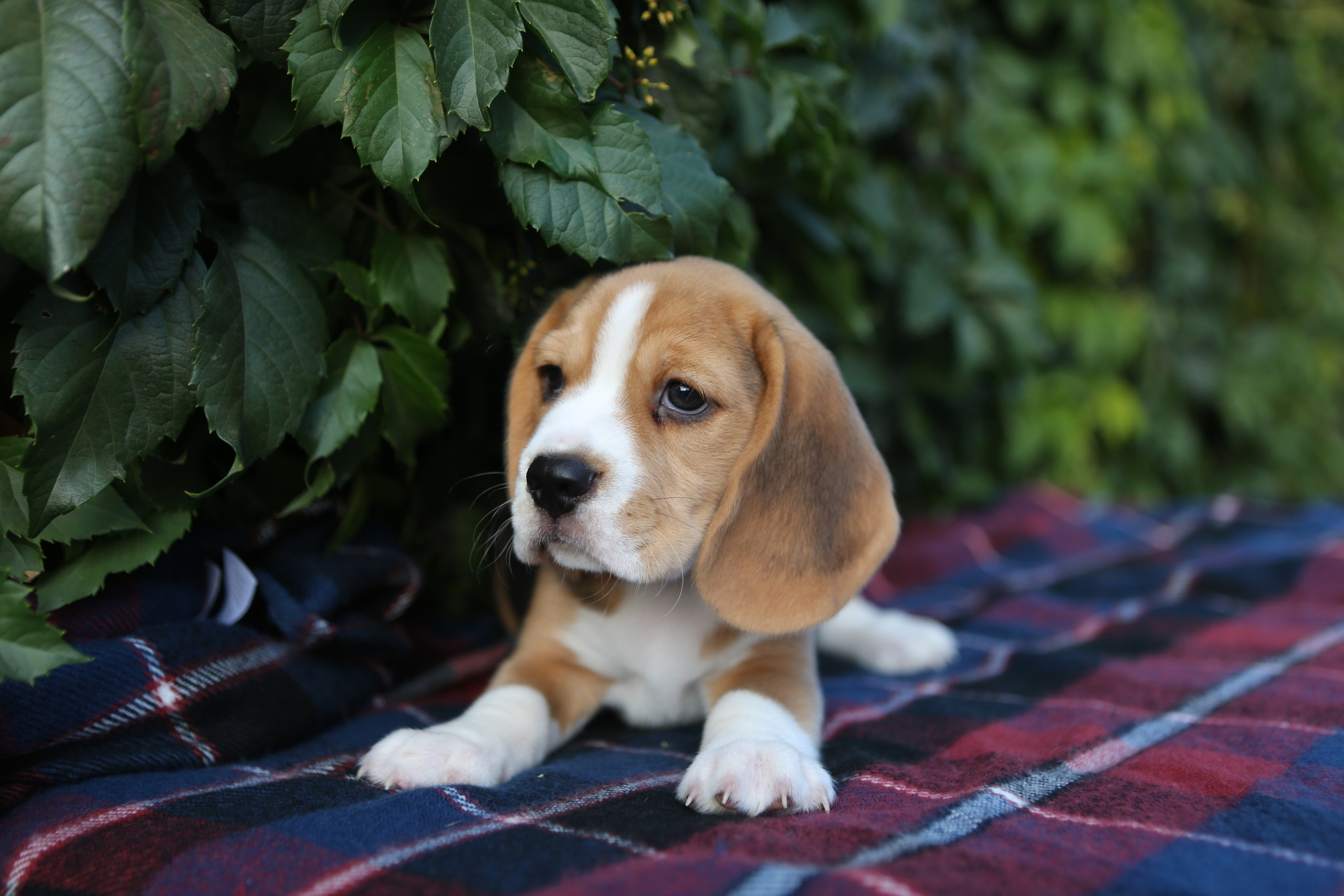 Кофе. Питомник биглей Selesta’s Dreams