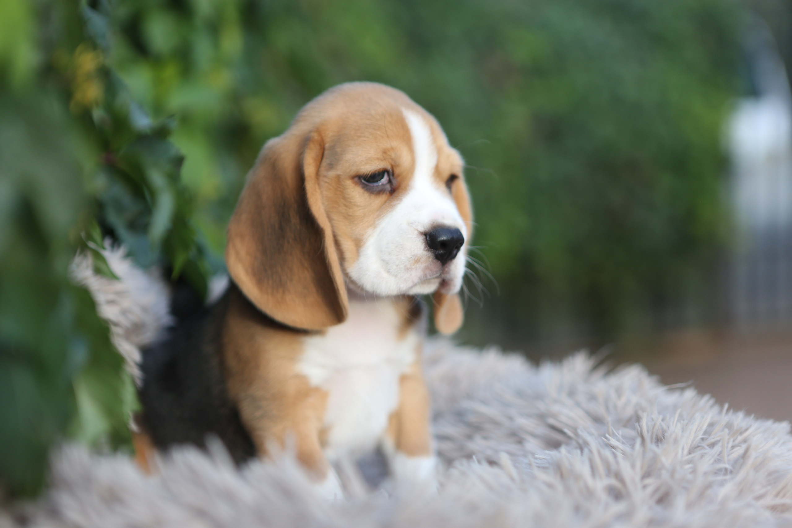 Кофе. Питомник биглей Selesta’s Dreams