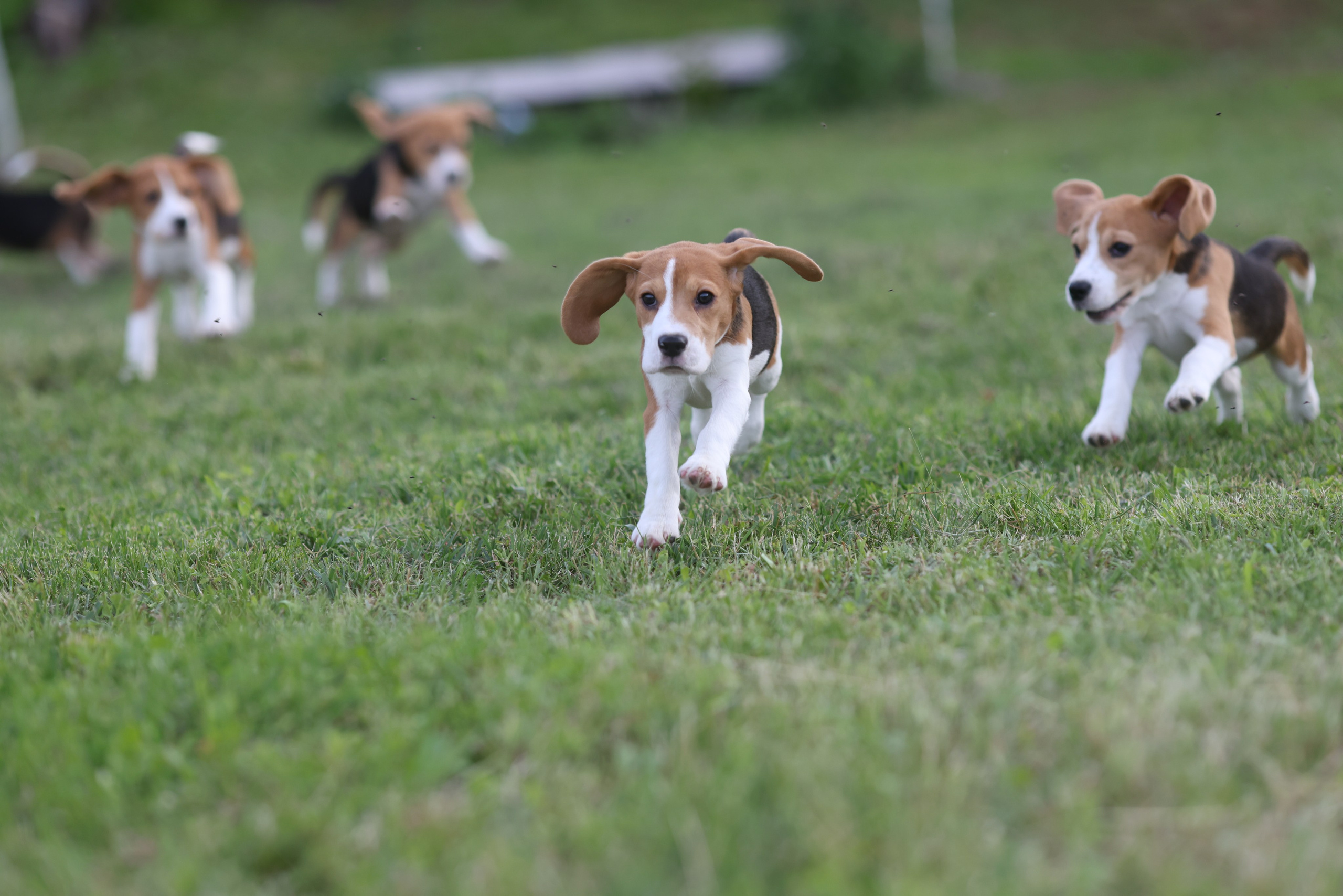 Litter T. Розплідник біглей в Україні