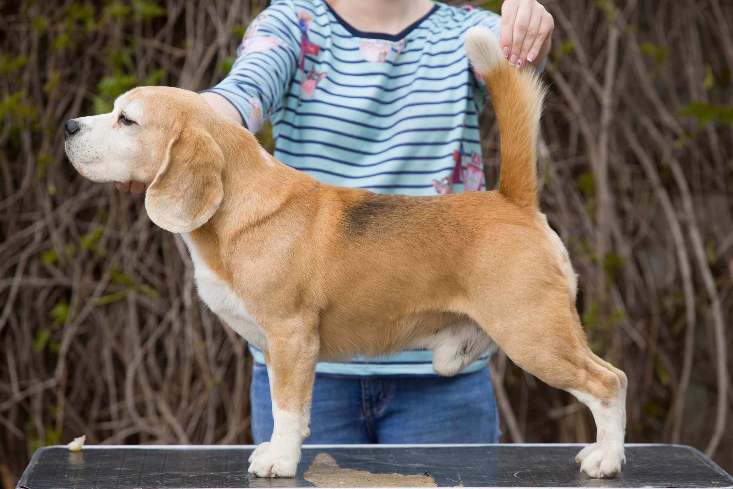 Pocket. Питомник биглей Selesta’s Dreams