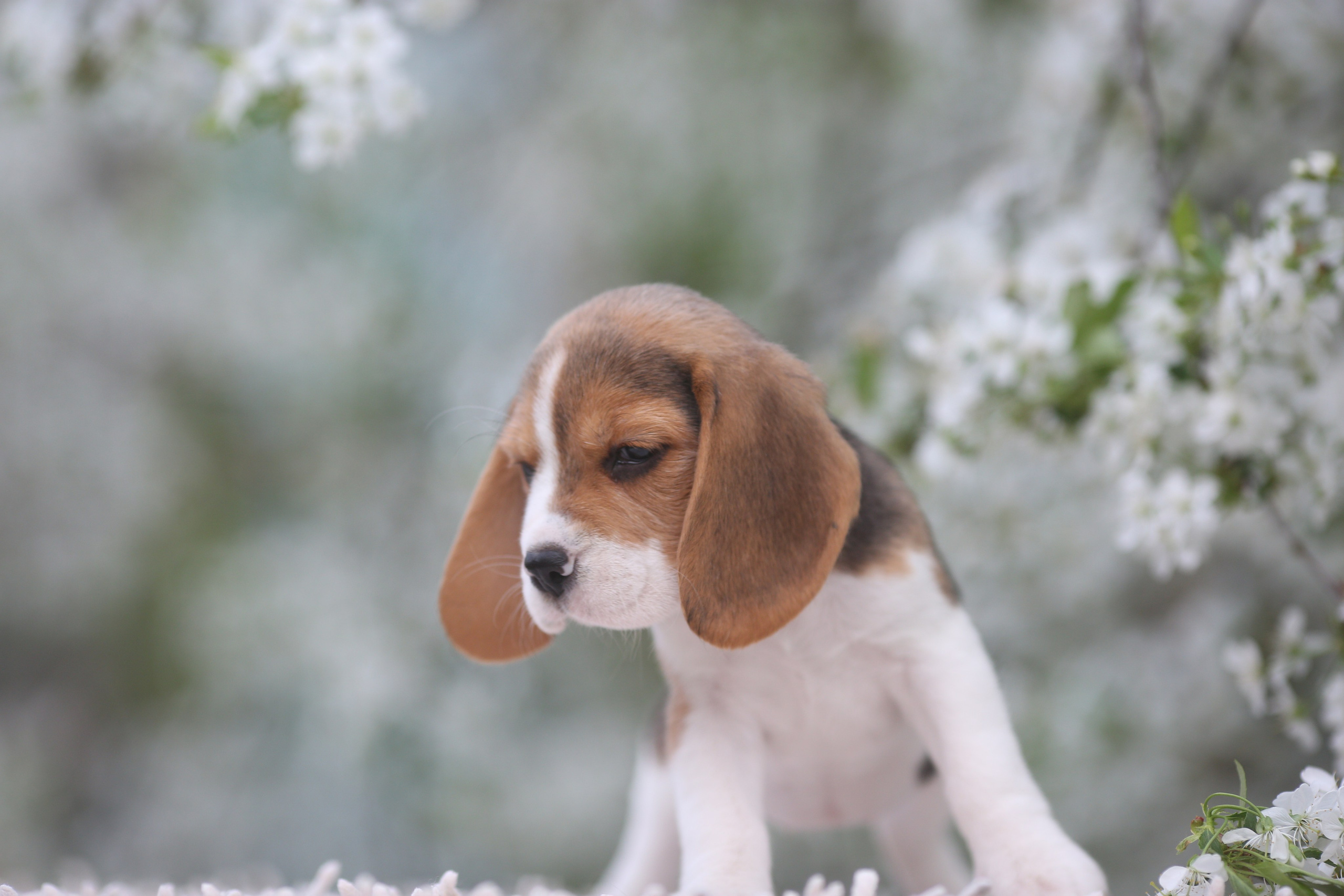 Litter T. Розплідник біглей в Україні