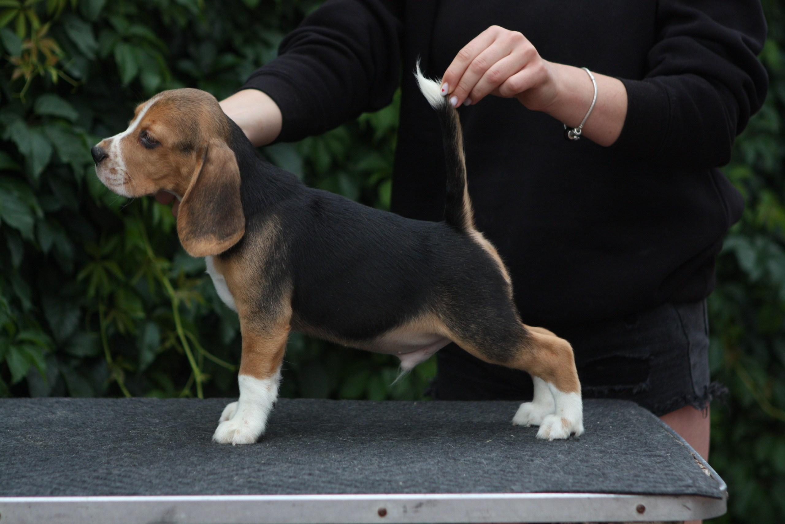 Латте и Принц. Питомник биглей Selesta’s Dreams