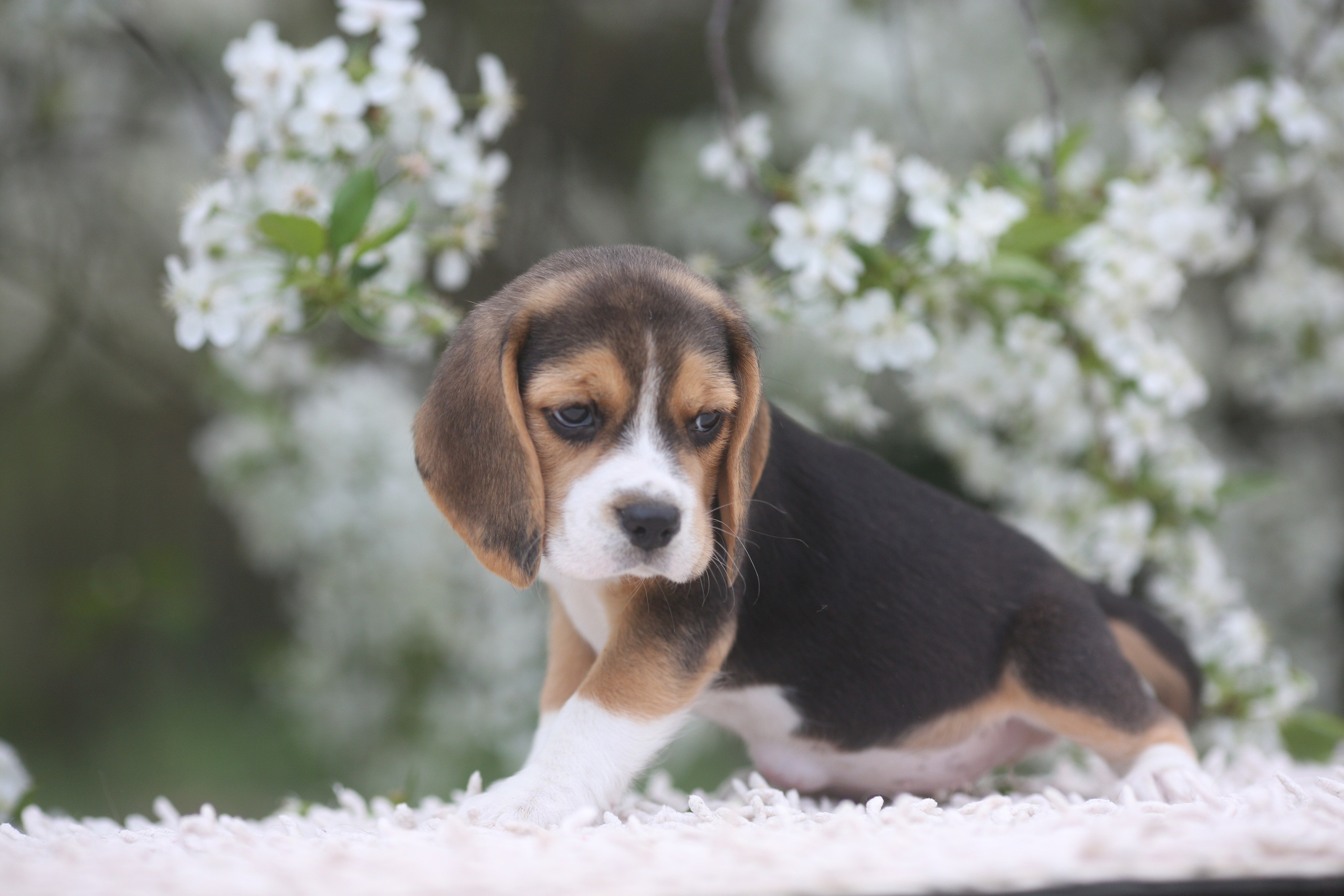 Litter T. Розплідник біглей в Україні