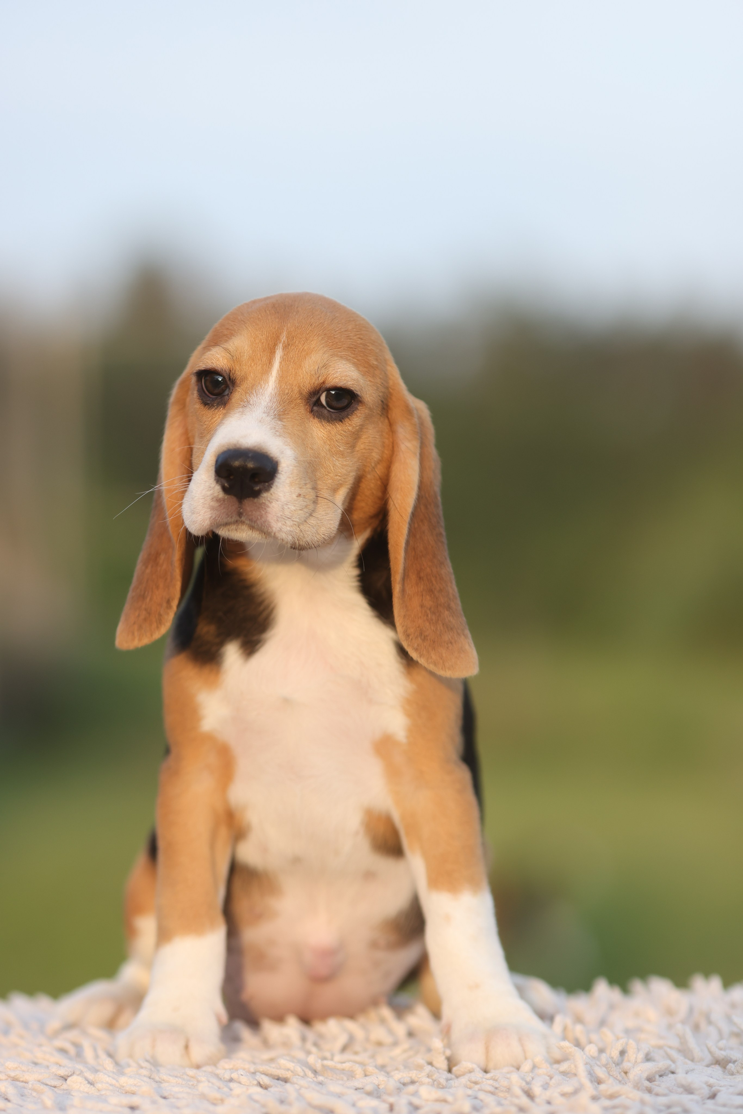 Litter T. Розплідник біглей в Україні