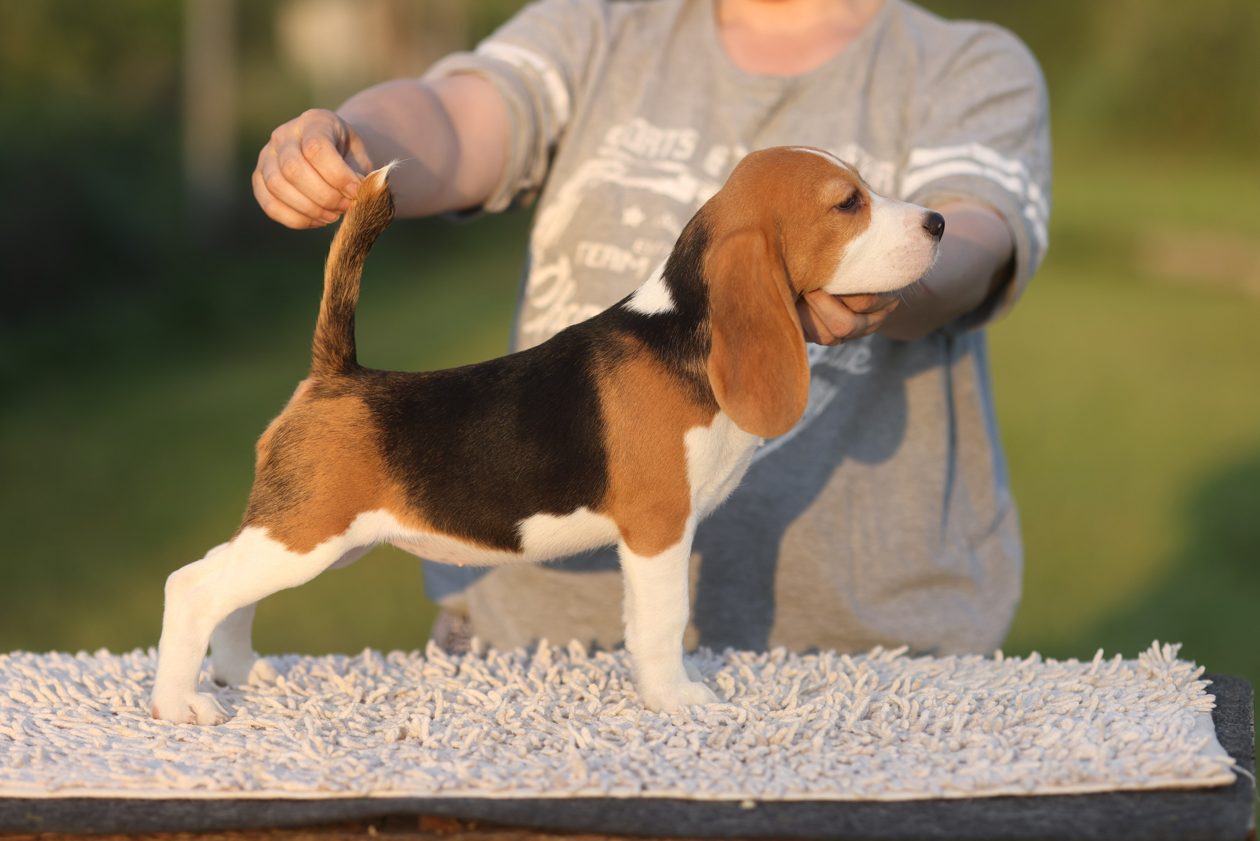 Litter T. Розплідник біглей в Україні