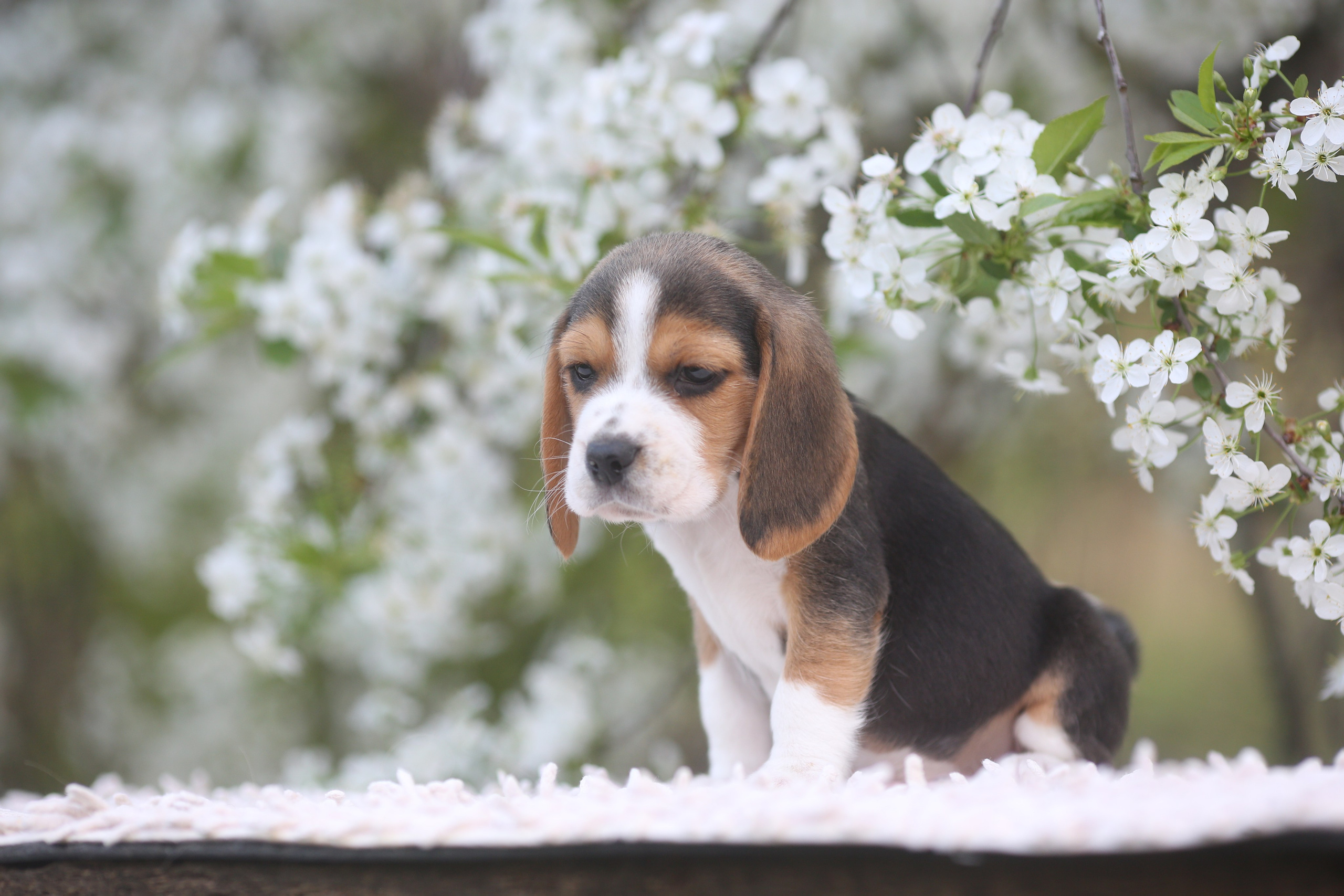 Litter T. Розплідник біглей в Україні