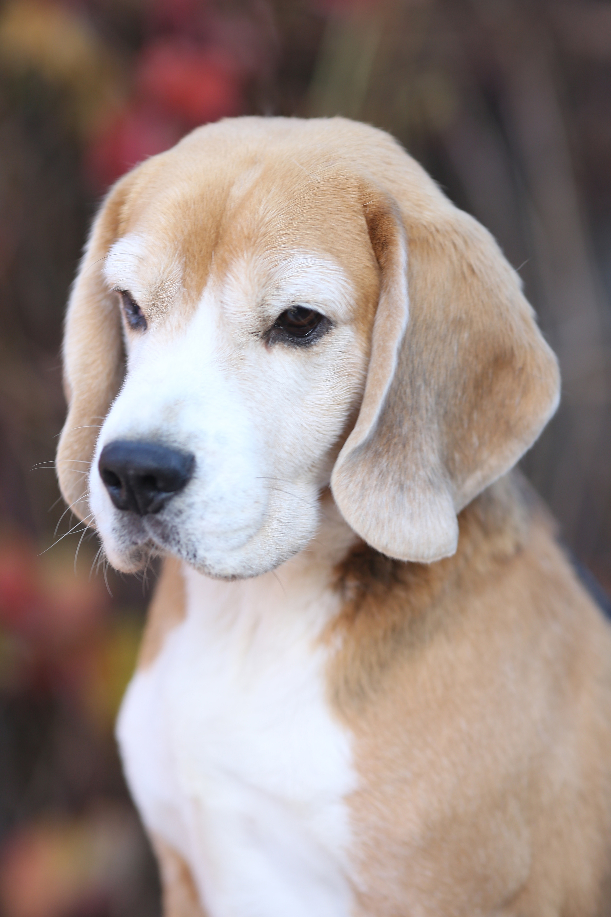 Ерик. Розплідник біглей в Україні