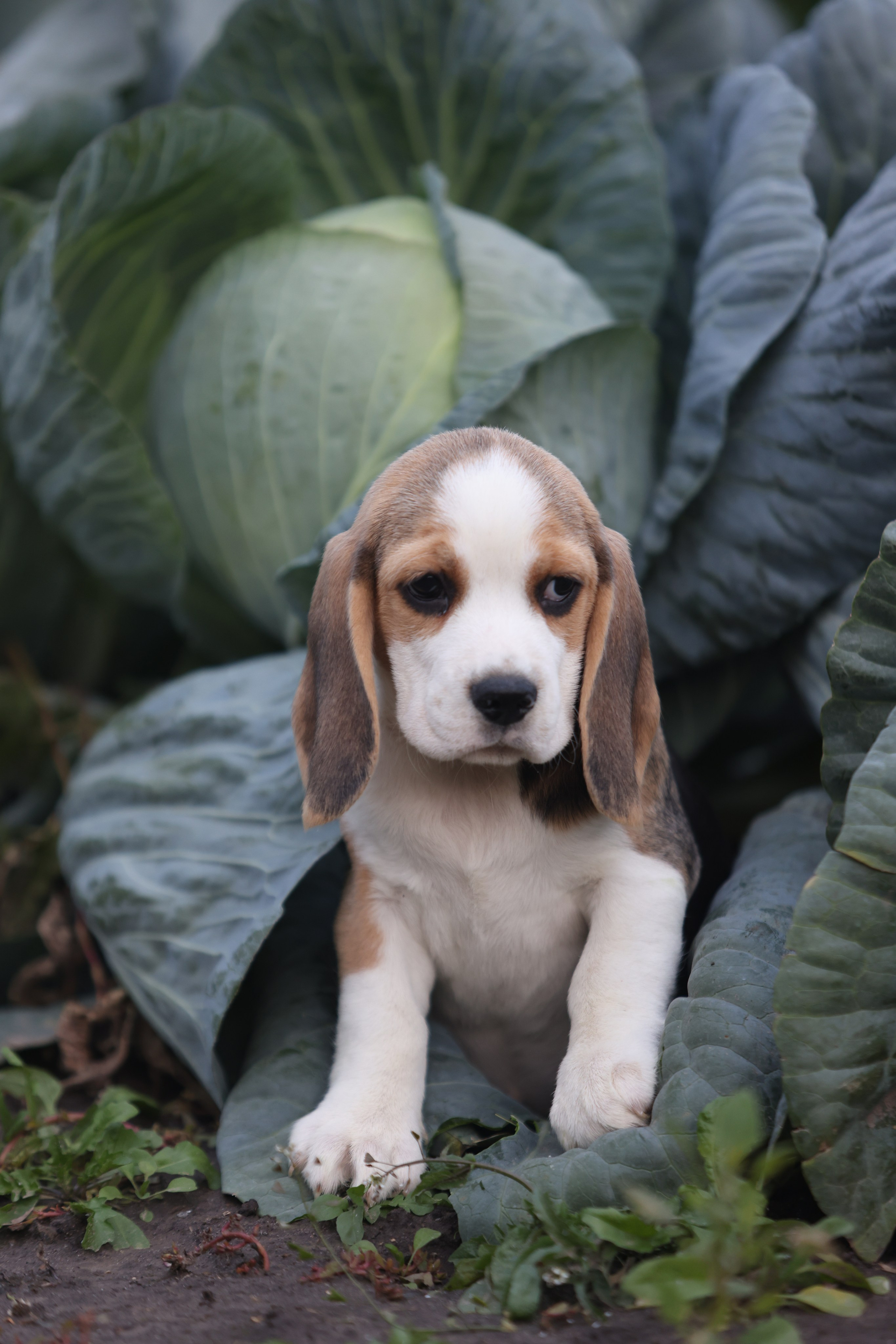 Приплод U. Розплідник біглей в Україні