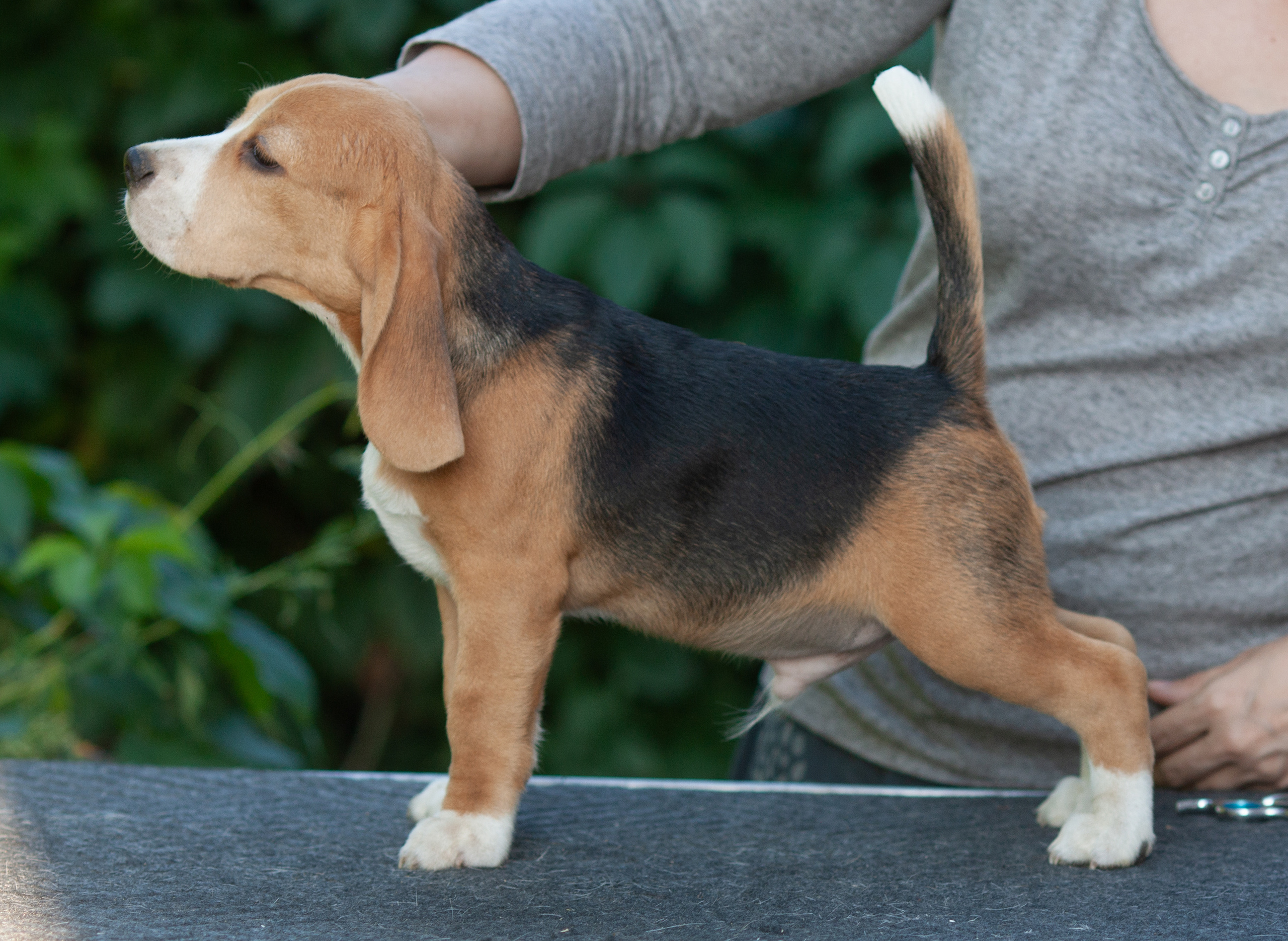 Латте и Принц. Питомник биглей Selesta’s Dreams