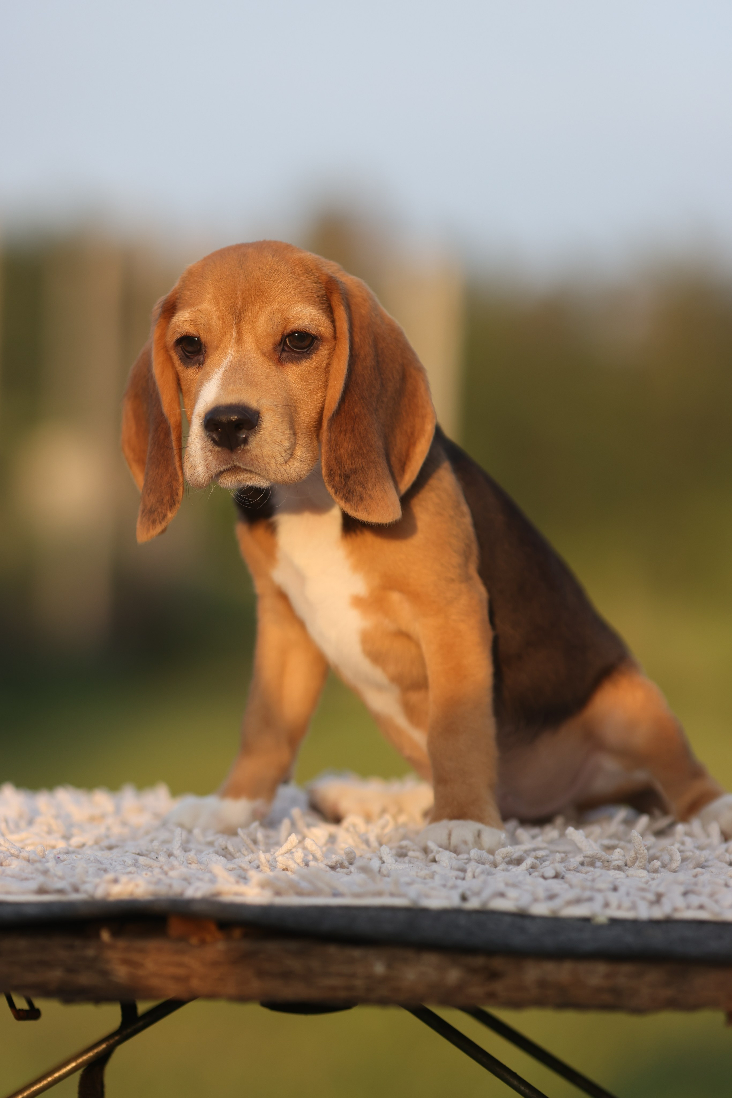 Litter T. Розплідник біглей в Україні