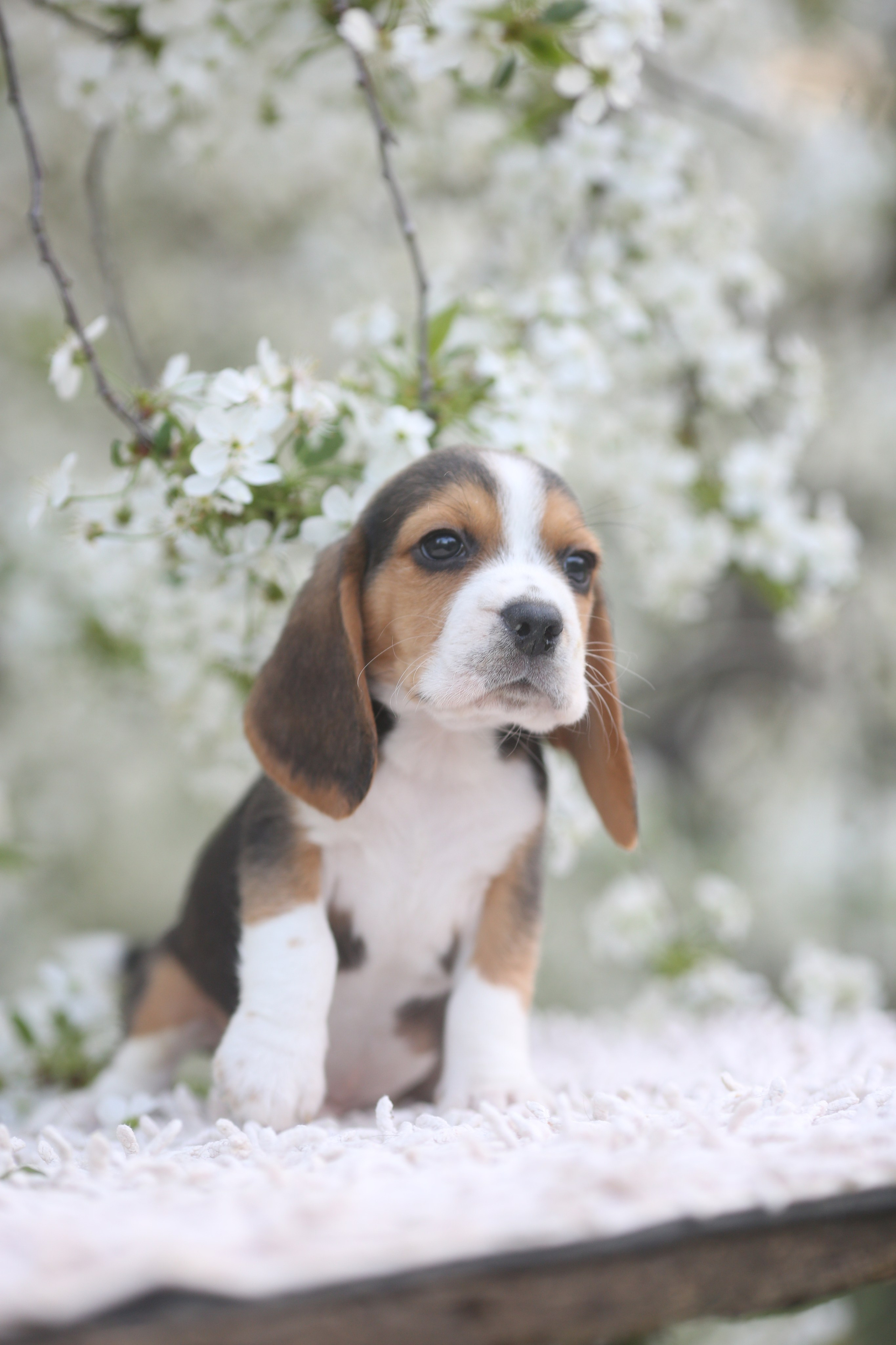 Litter T. Розплідник біглей в Україні