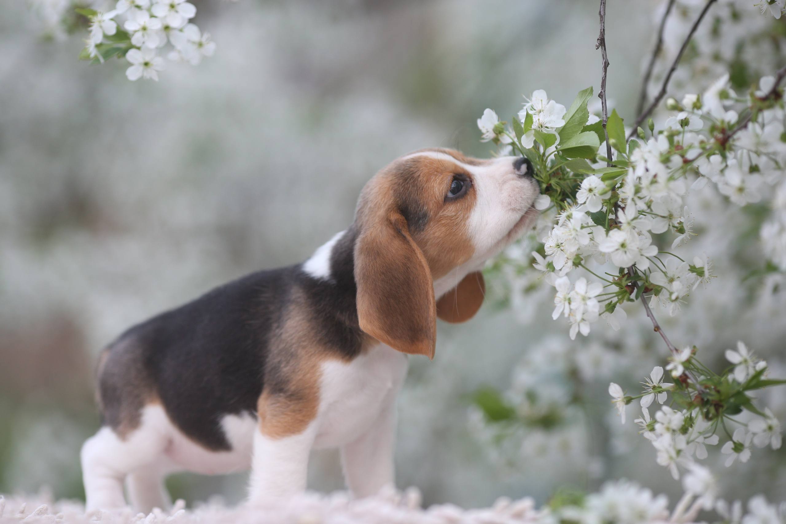 Litter T. Розплідник біглей в Україні