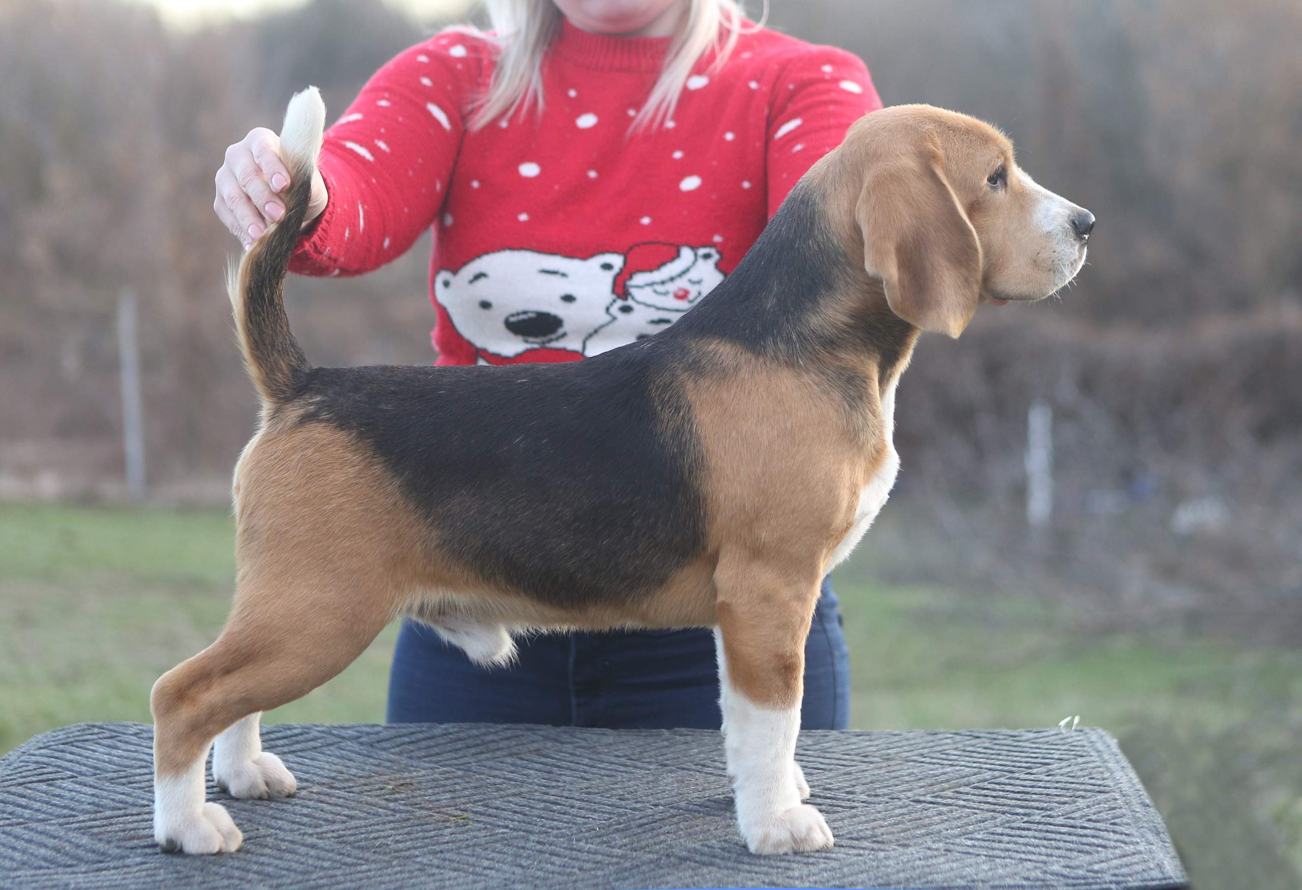 Prince. Питомник биглей Selesta’s Dreams