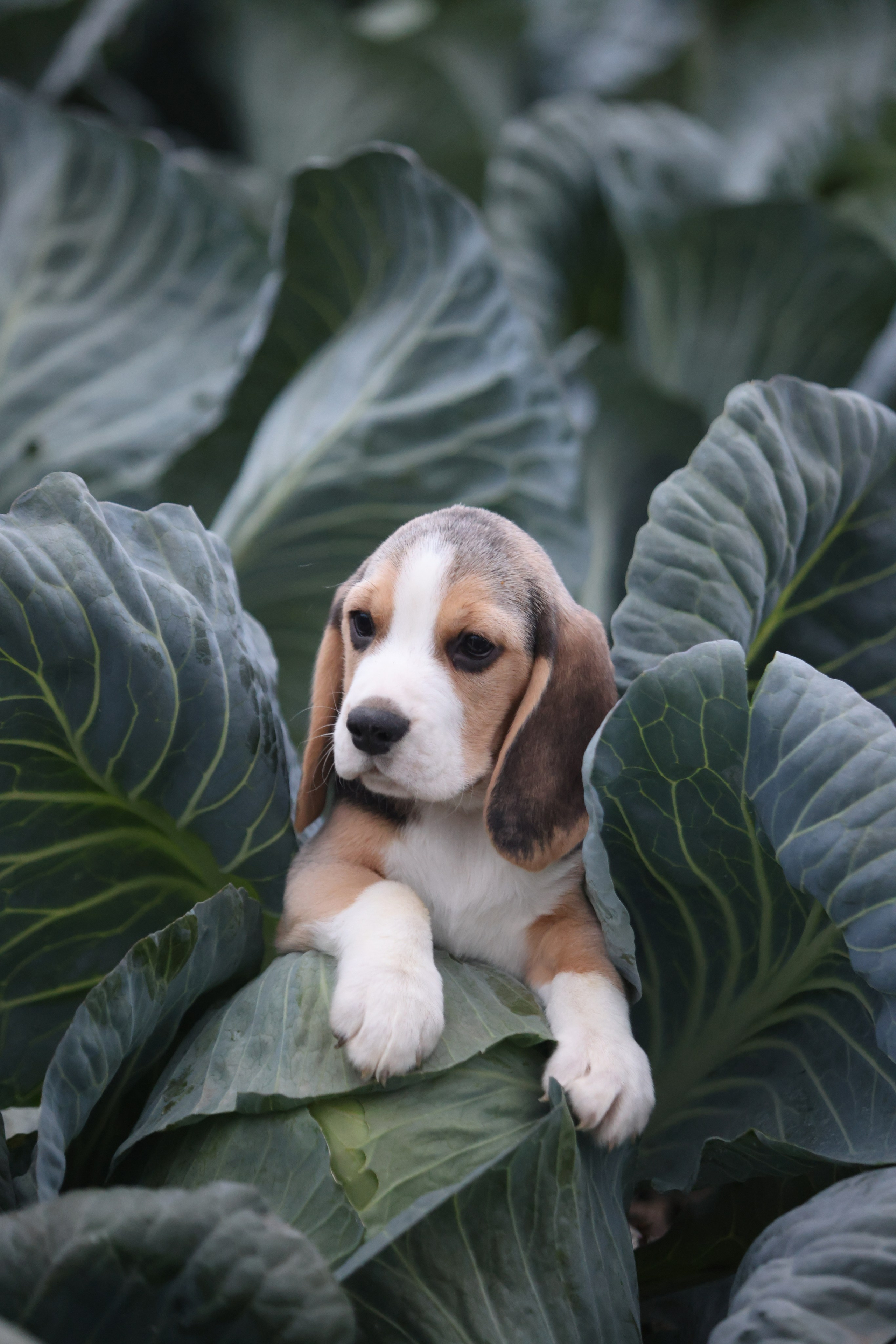 Приплод U. Розплідник біглей в Україні