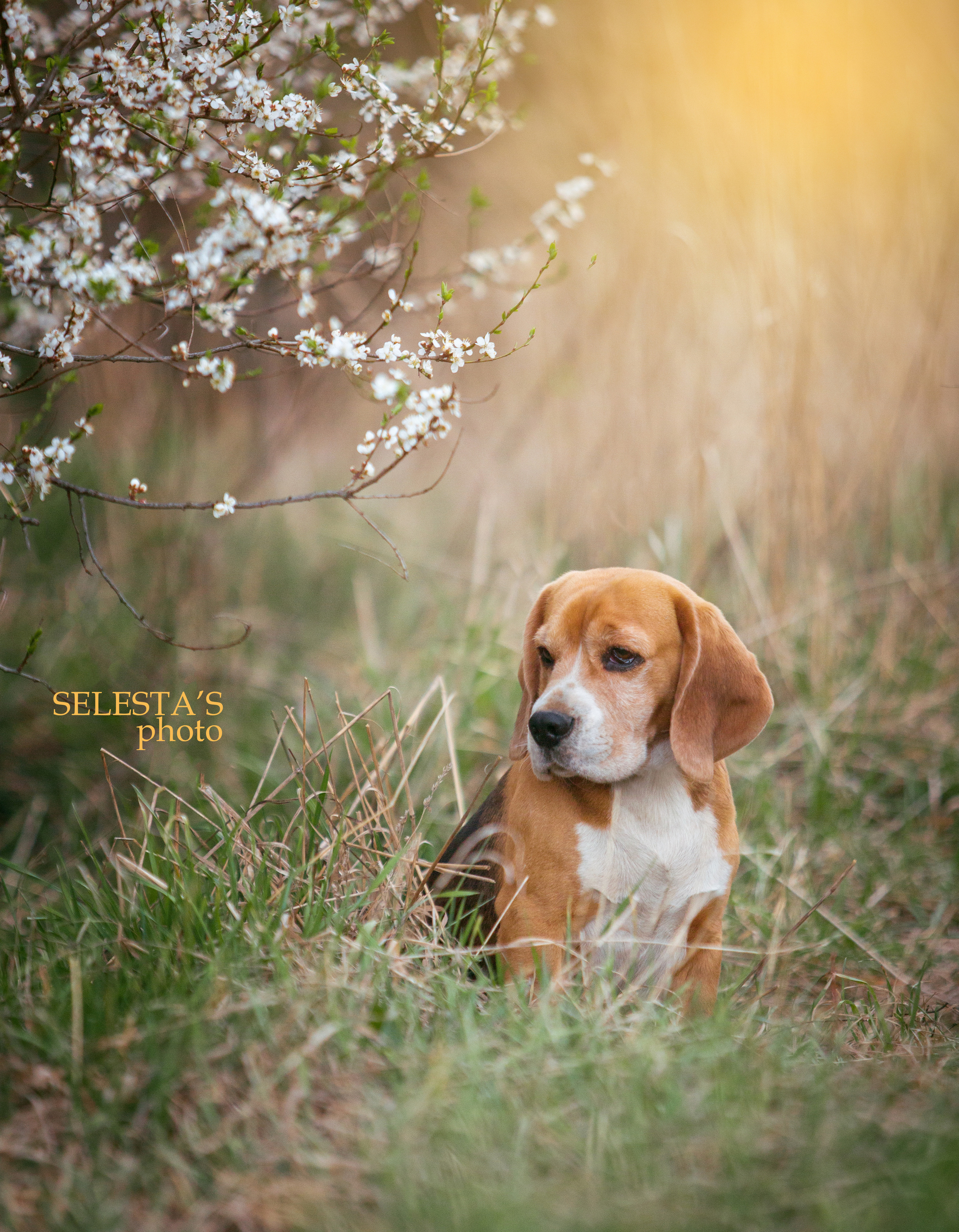 Prince. Питомник биглей Selesta’s Dreams