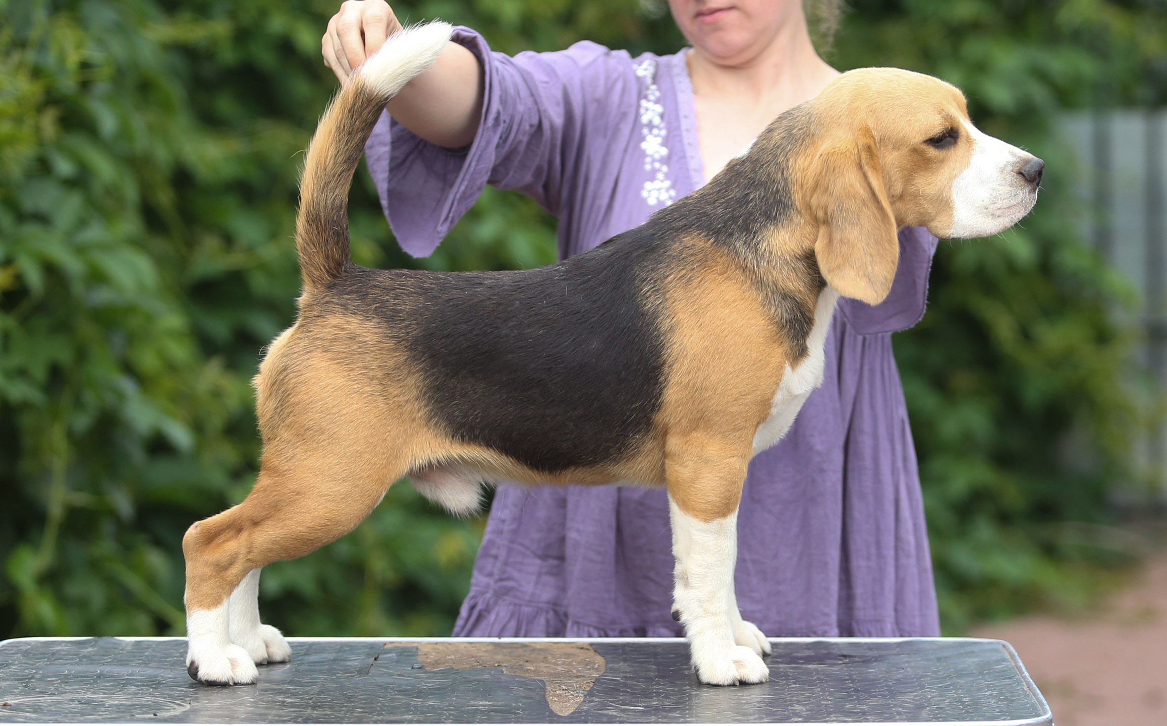 Ксандер. Розплідник біглей в Україні