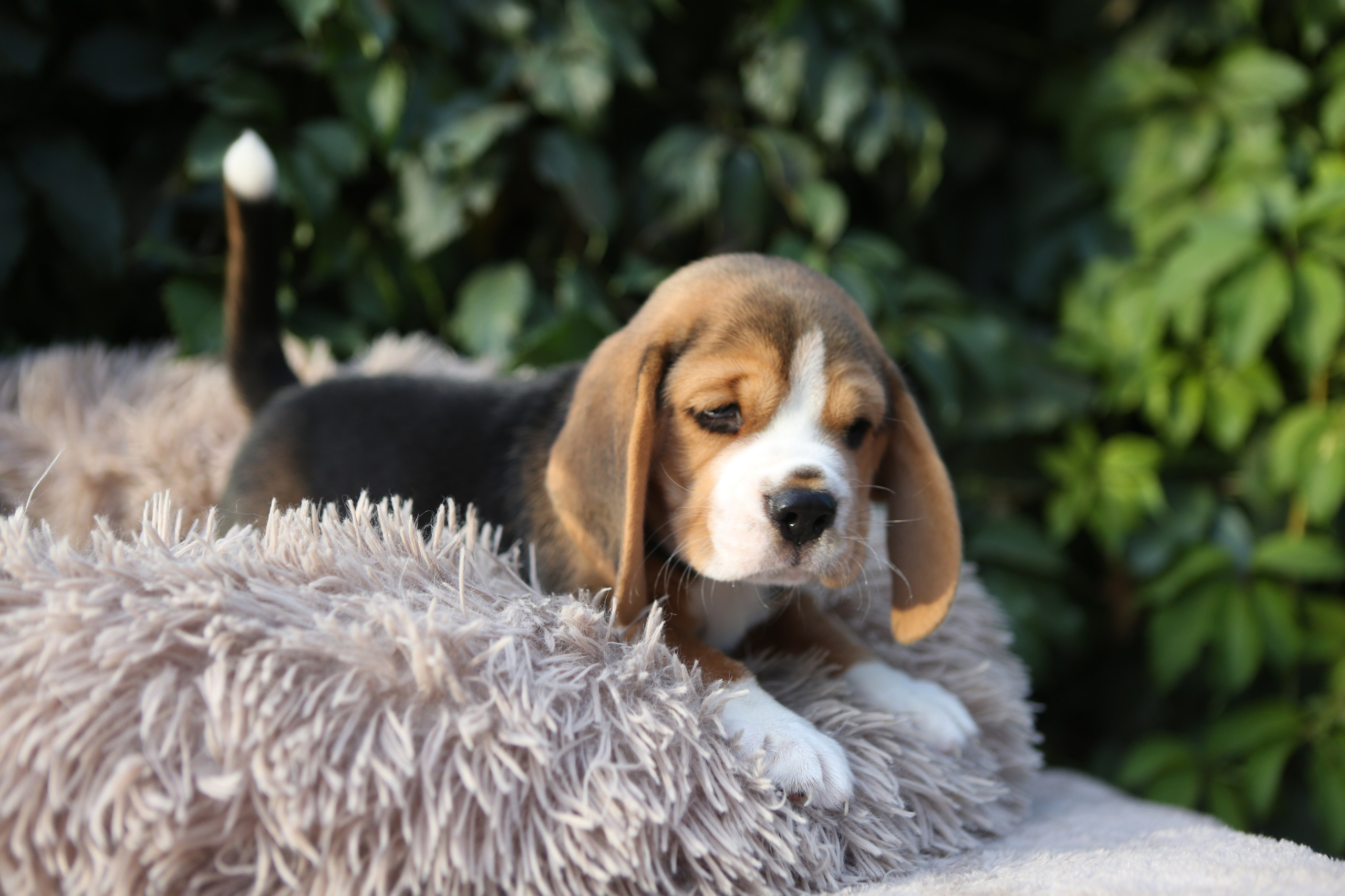 Жан. Розплідник біглей в Україні