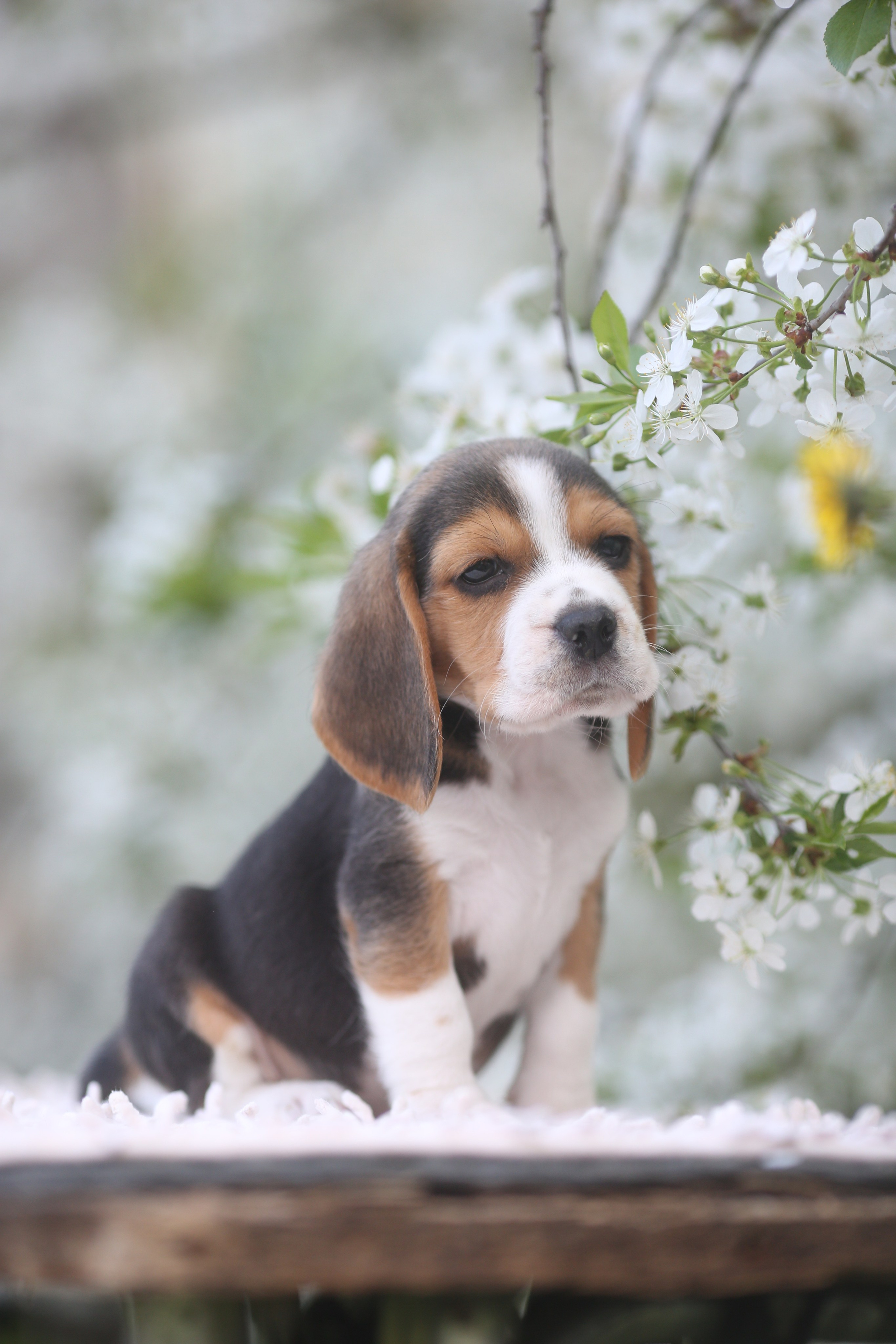 Litter T. Розплідник біглей в Україні