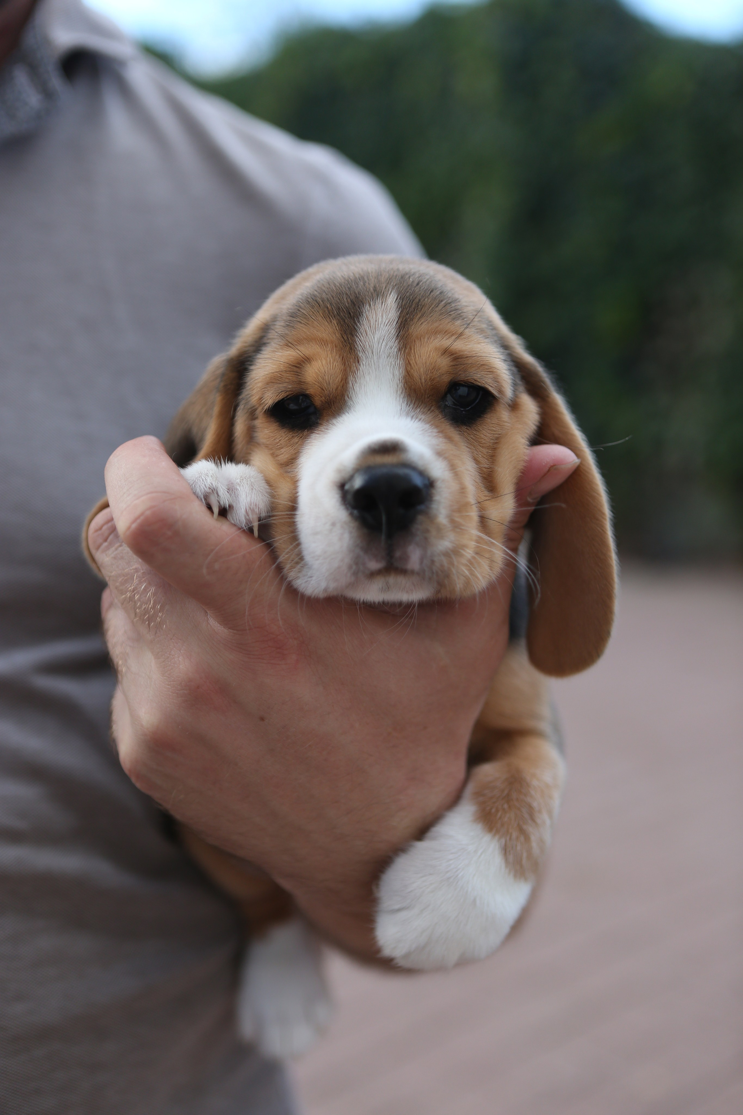 Жан. Розплідник біглей в Україні